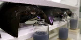 Limulus polyphemus getting bled. Researchers maintain that it is virtually harmless to the animal. Horseshoe crabs can give blood up to four times a year.