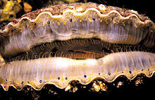 Bay Scallop opened to see rows of blue eyes.