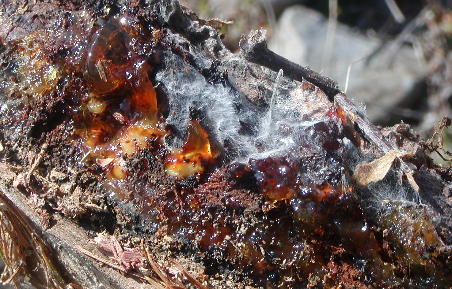 This beautiful jelly fungus is sometimes called “brown witches butter.”