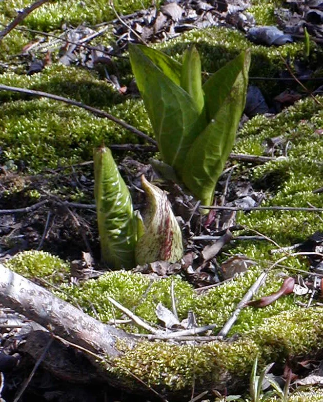  On Block Island, I only know one location where skunk cabbage flourishes in spring.