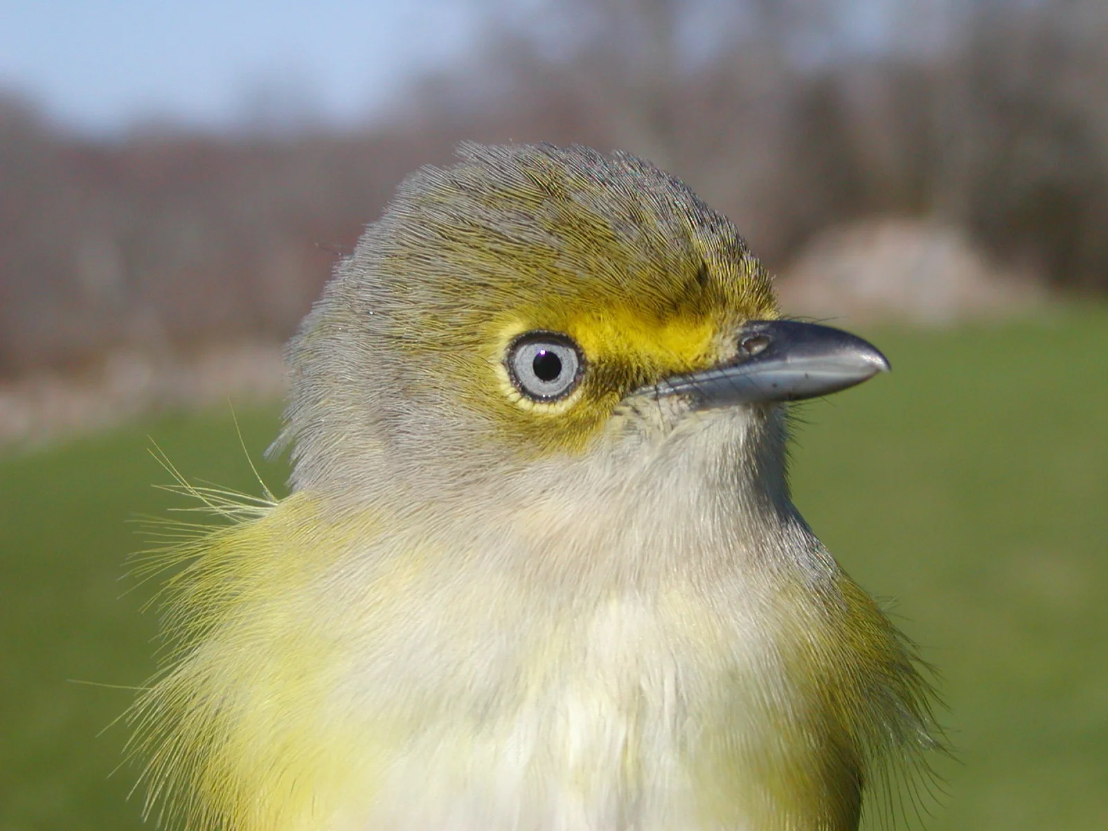 The white eye of the White-eyed vireo gives this bird a demented look. But its unusual eye color makes this bird an easy one to identify. This species of vireo nests on Block Island, and its winter migration may take it as far south as Nicaragua.