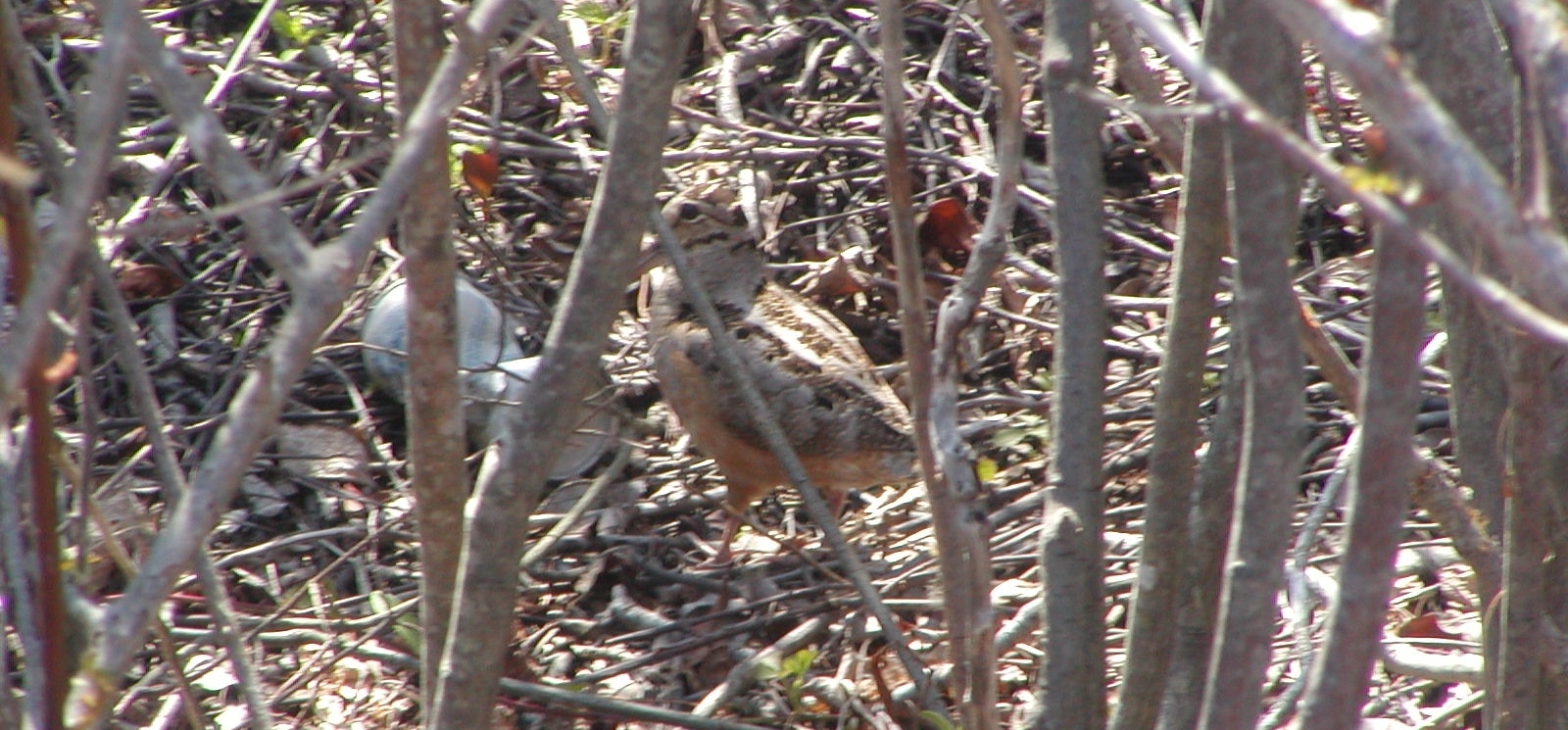 In this photograph, half of the woodcock's bill is hidden behind the woody trunk.