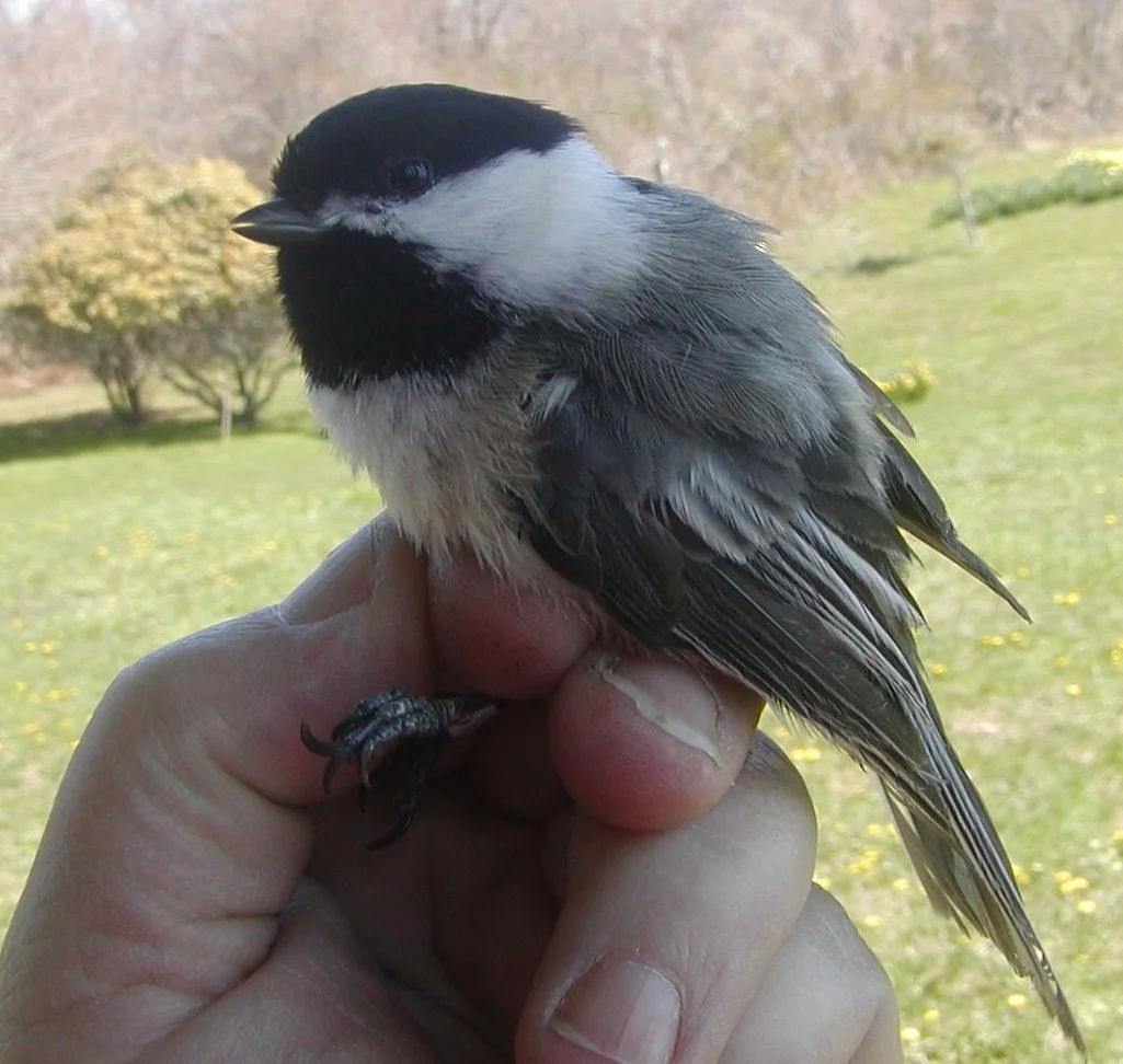 Ten year old Black-capped chickadee - an old friend. 