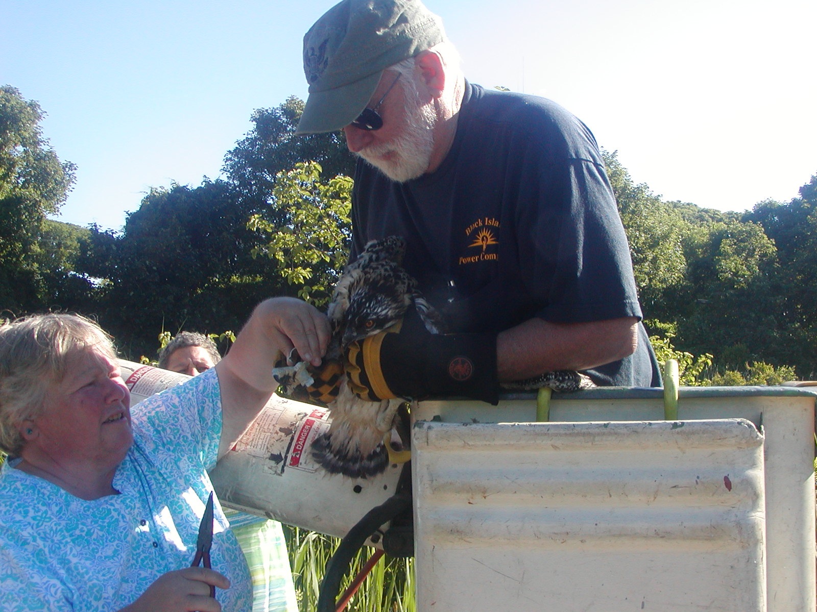 Thanks to Dave Milner, shown here, Kim Gaffett was able to band this year's 2 osprey chicks.