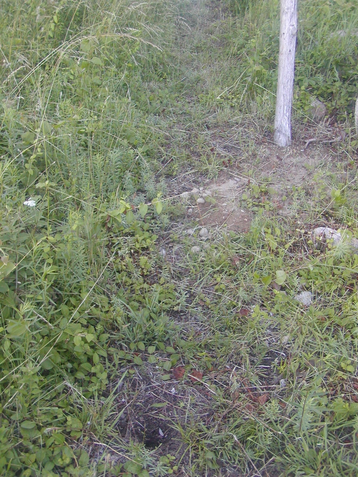 Evidence of a recently laid nest of snapping turtle eggs, right in the path to my garden.