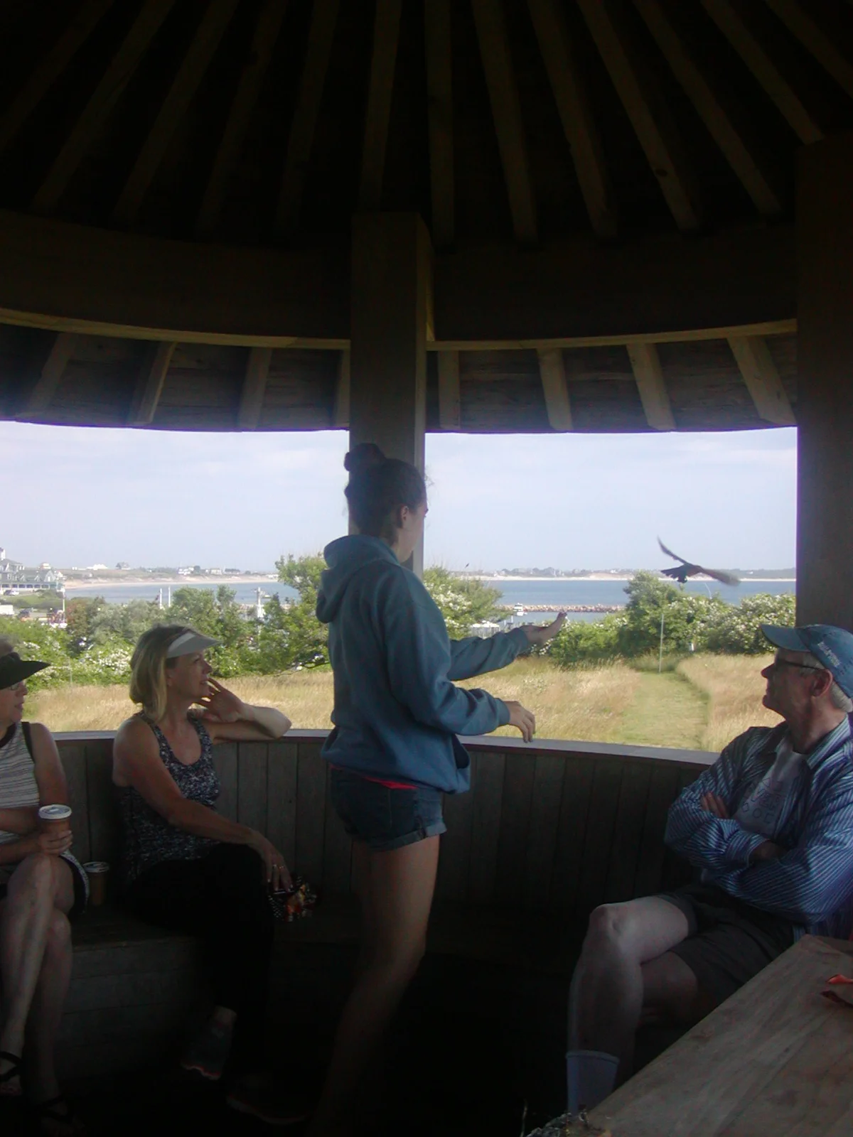  Bird banding release of a Common grackle, 6/23/15. 