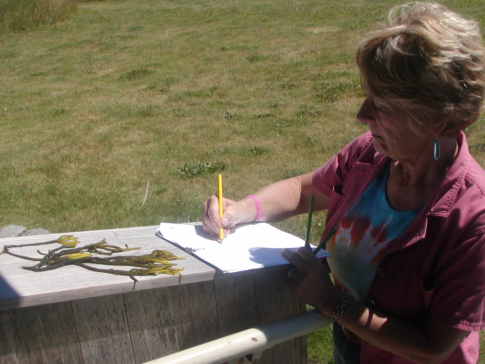  Art &amp; Nature at the OVF Pavilion. This week's live model was a Painted turtle, and Codium (green seaweed) was the still life, 6/24/15. 