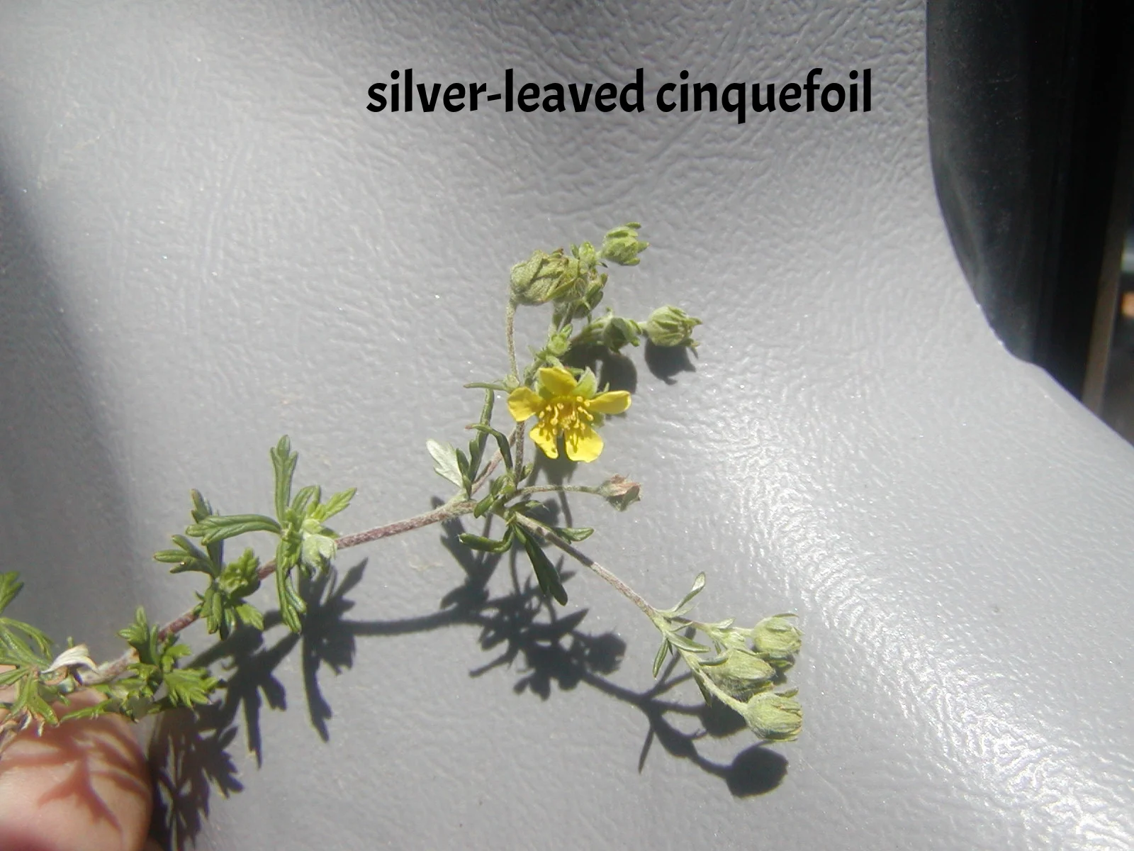  Wild &amp; Native flower walk, 6/22/15. 