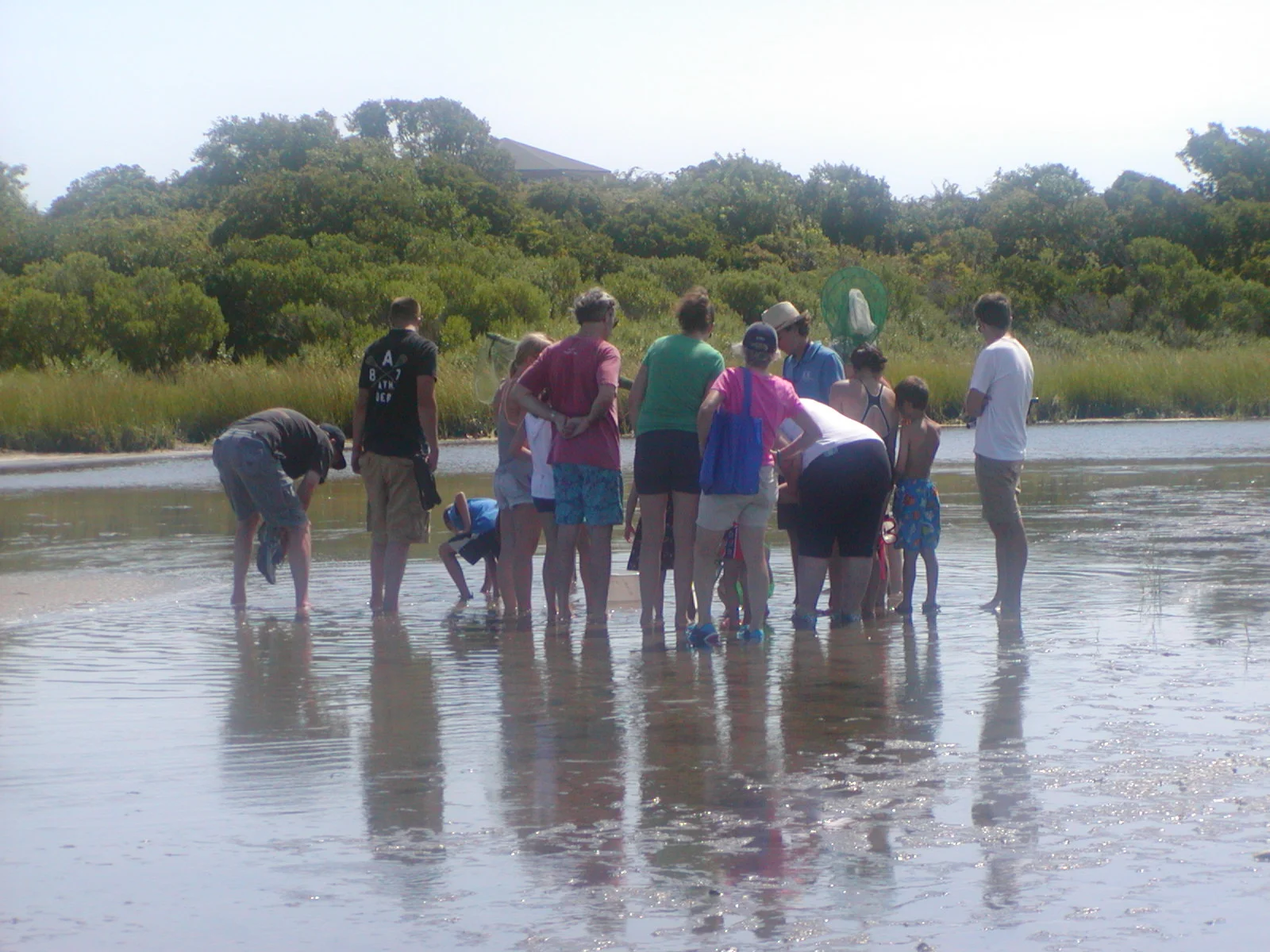 Looking for Blue crabs and Horseshoe crabs at Andy's Way