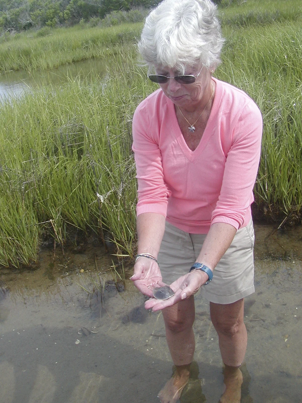 Counting baby horseshoe crabs.