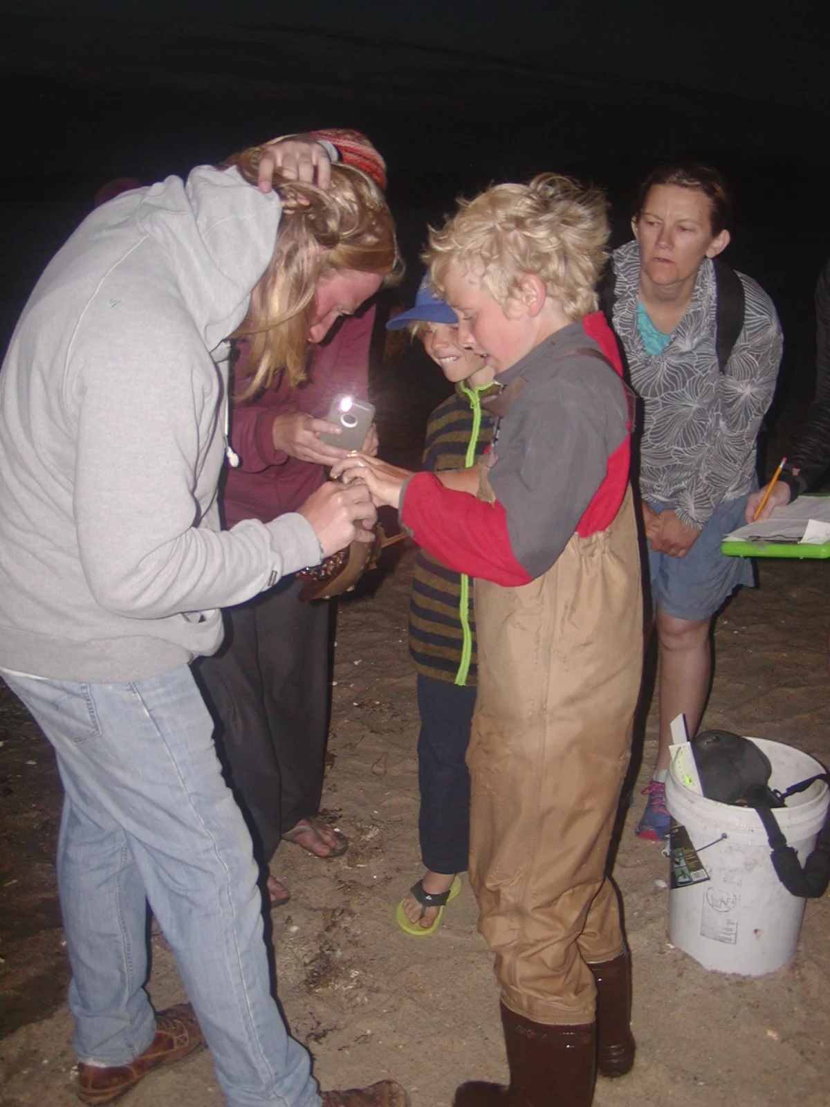 Horseshoe crab tagging, June 20, 2016.