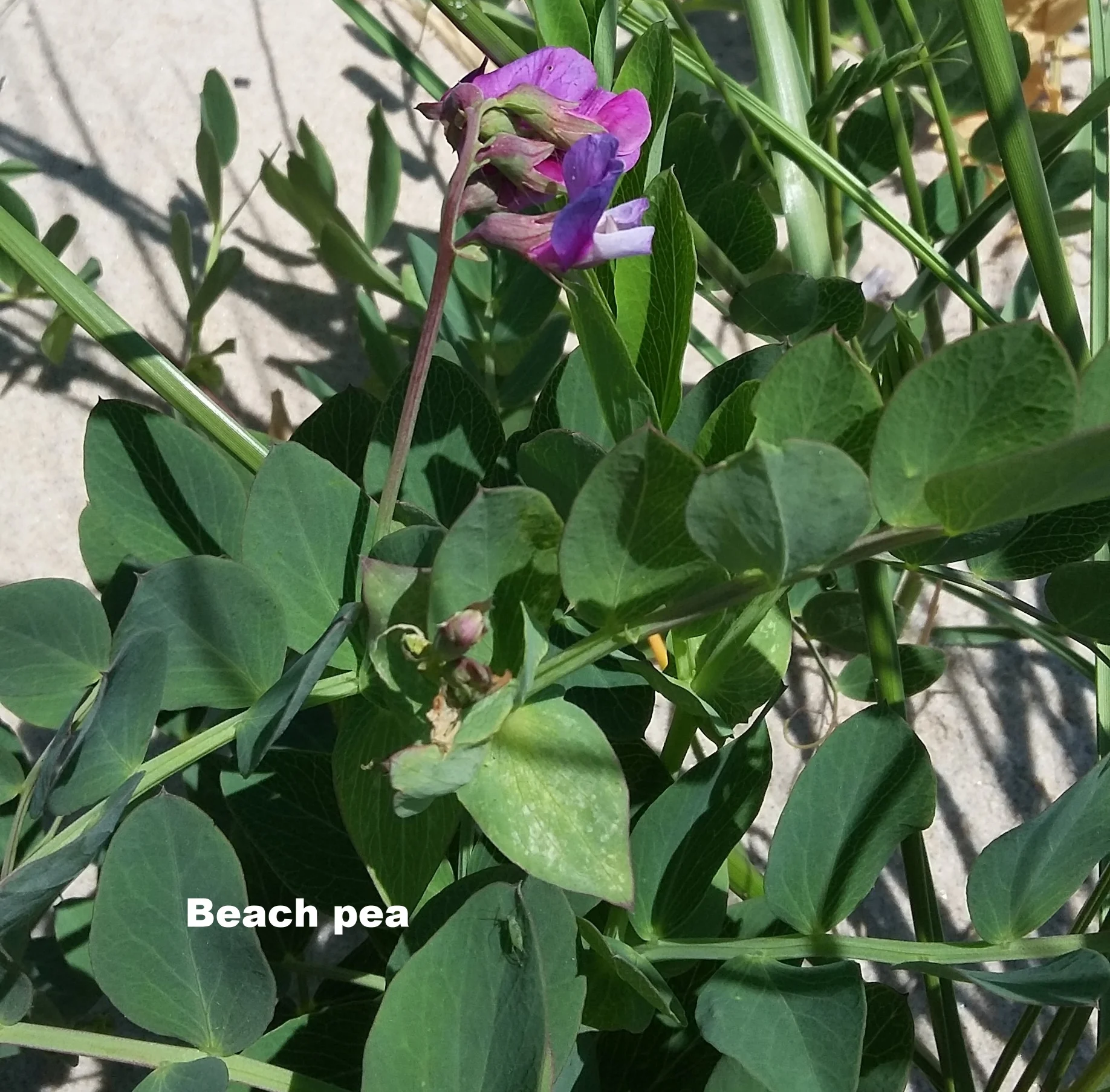 Beach pea: This coastal plant can be found on beaches and in dunes. It has dark purple flowers and green oval shaped leaves. This plant is native.