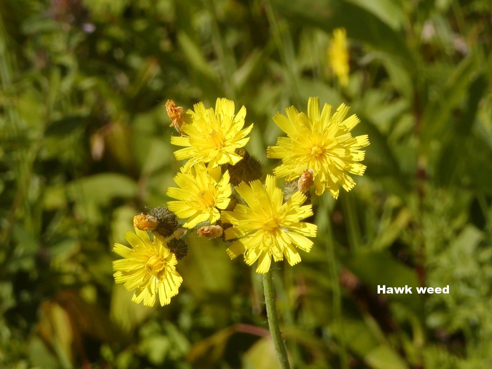 Hawkweed