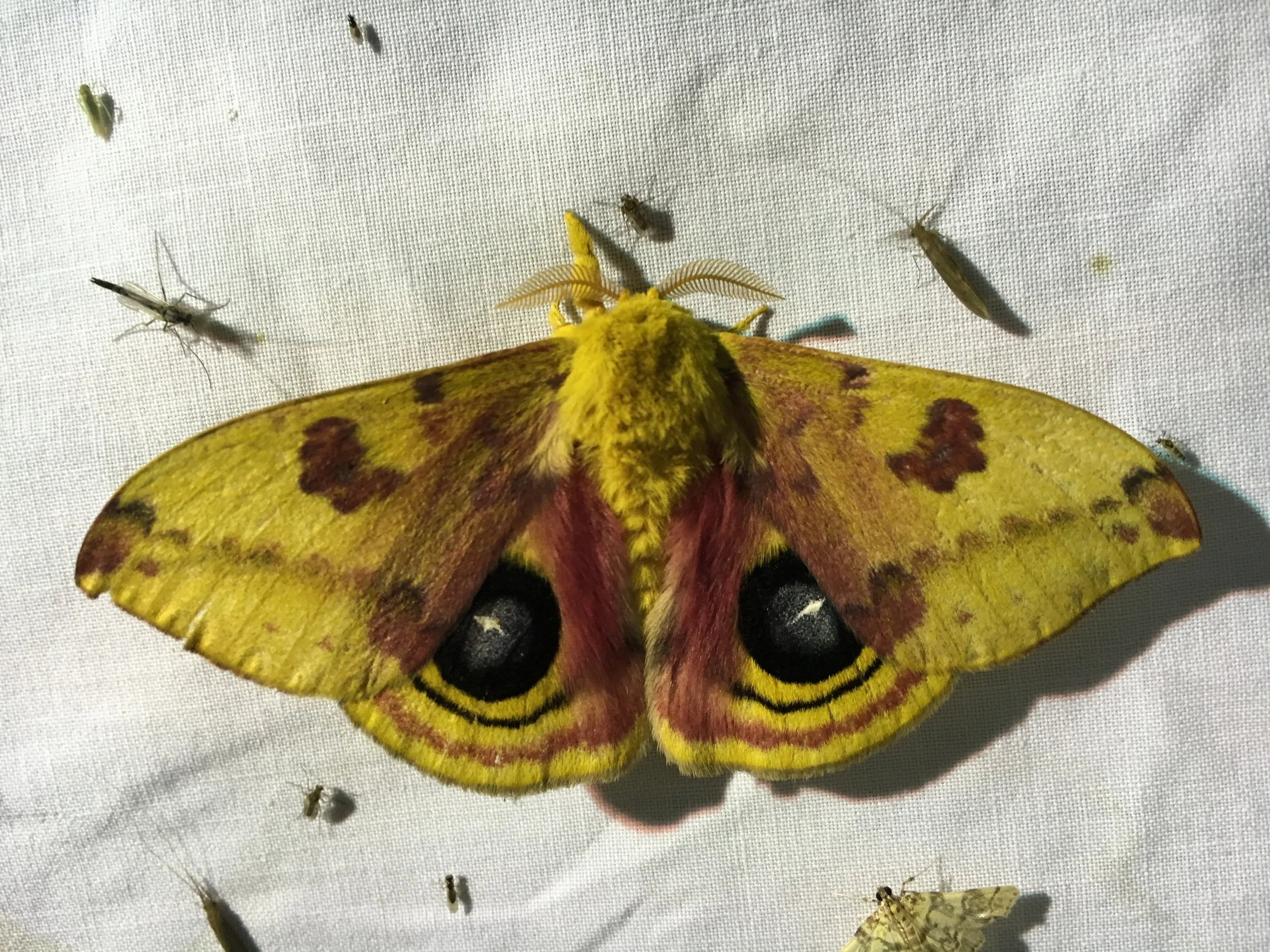  IO moth, 7/7/2016 
