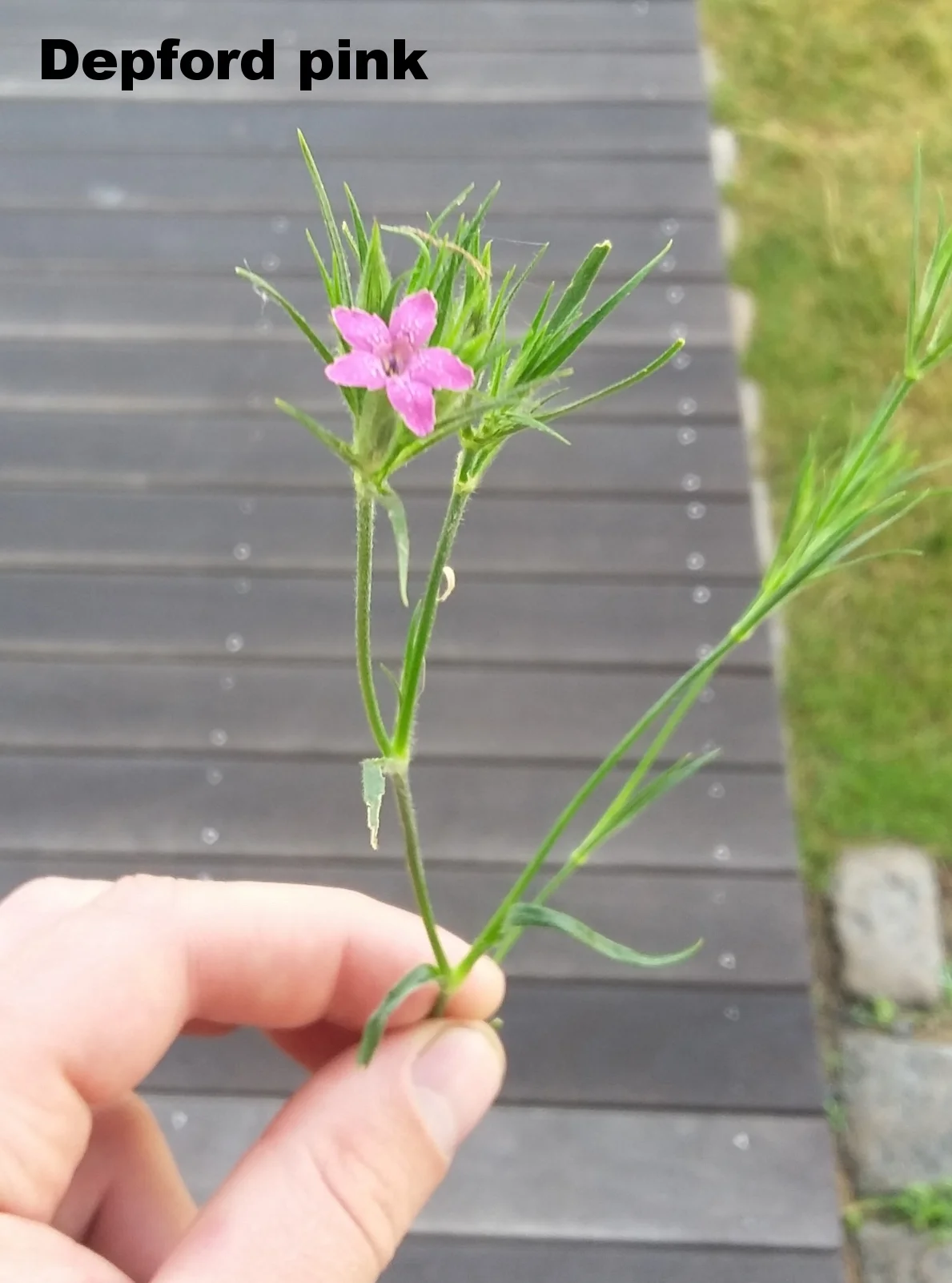 Deptford pink is a small plant, if it weren't for its deep pink color then it would be quite difficult to spot. Its flowers have 5 petals and if looked closely enough there are white spots on them. This plant is often found on the edge of paths and on the edge of roadsides.