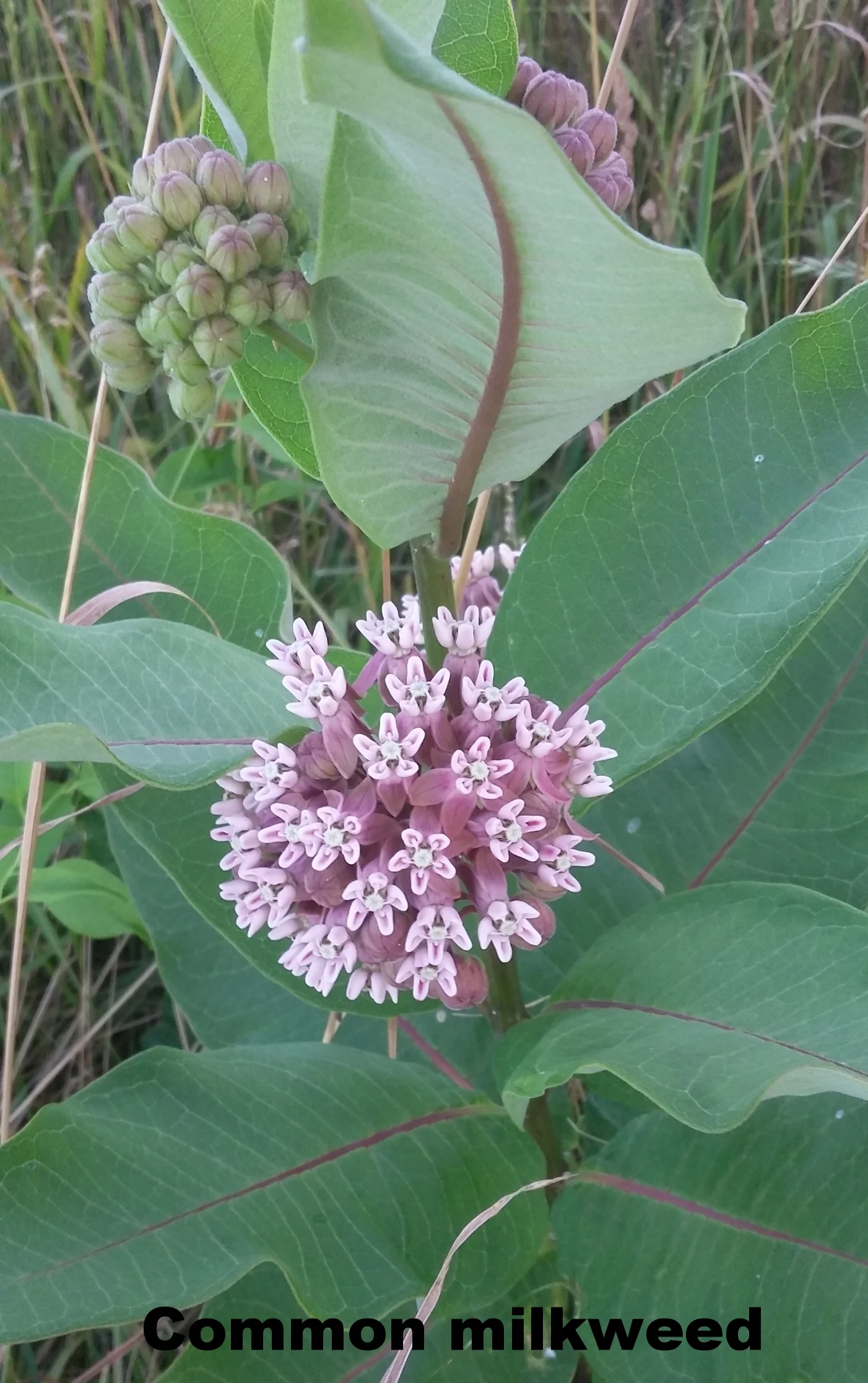 Common Milkweed is often seen as a large pesky garden weed, but it is also very important to many species of insects. It is easily spotted by its spherical clusters of flowers. These flowers have a very nice fragrance. If you break the stem of the plant you will find a milky sap. This sap is poisonous due to cardiac glycosides. Certain species such as the monarch butterfly use this poison as a natural defense system. When the monarch caterpillars eat the leaves of the milkweed the glycosides enter their body and make them poisonous. Even when the caterpillars become butterflies they will remain poisonous. This is only one of the many interactions that milkweed has with nature. Common milkweed is native.