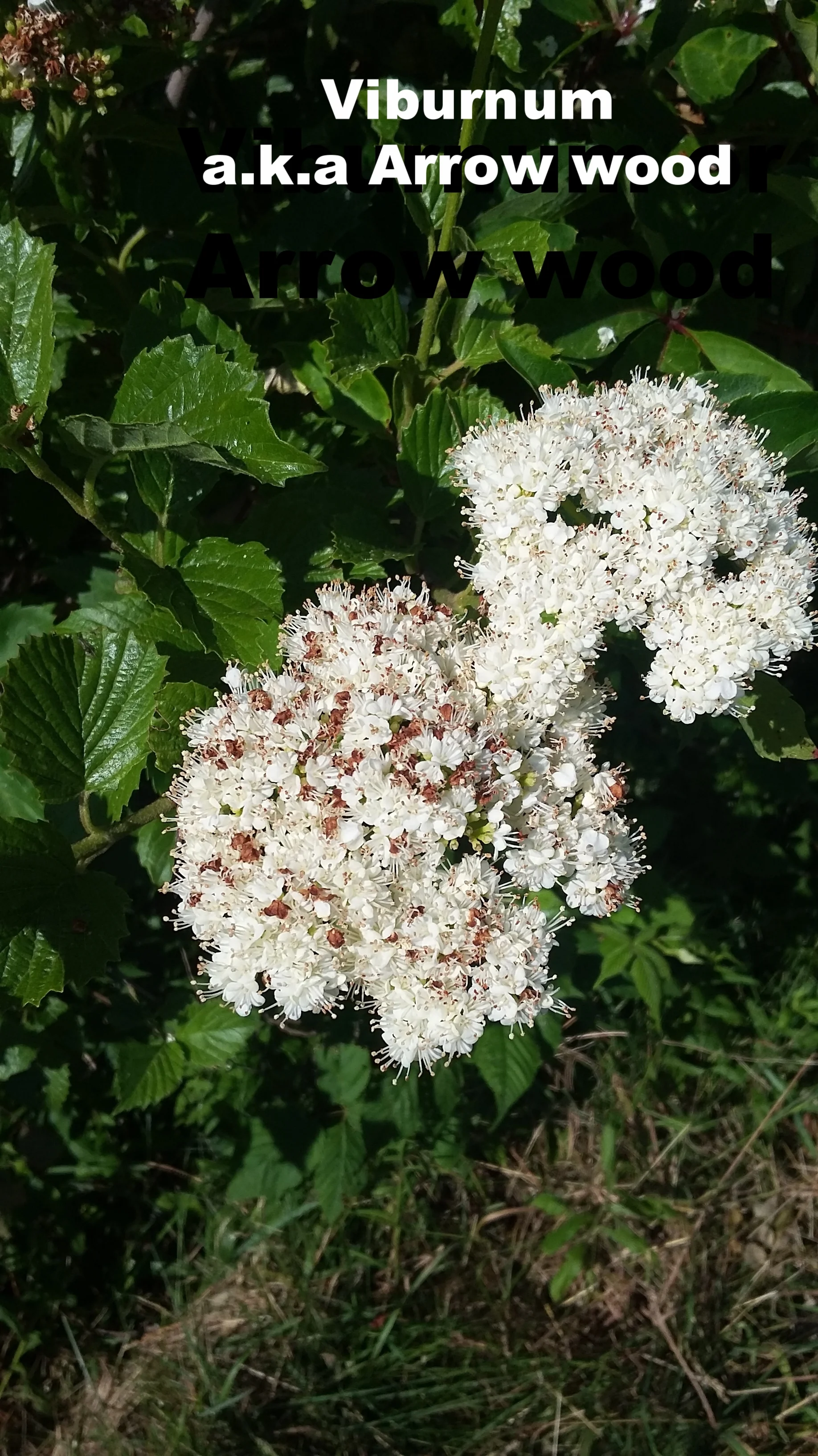 Arrowwood: This shrub is commonly found on Block Island. When it blooms (in late June and early July), there are large clusters of small white flowers. The name Arrowwood comes from the Native American's use of its straight branches as arrow shafts.