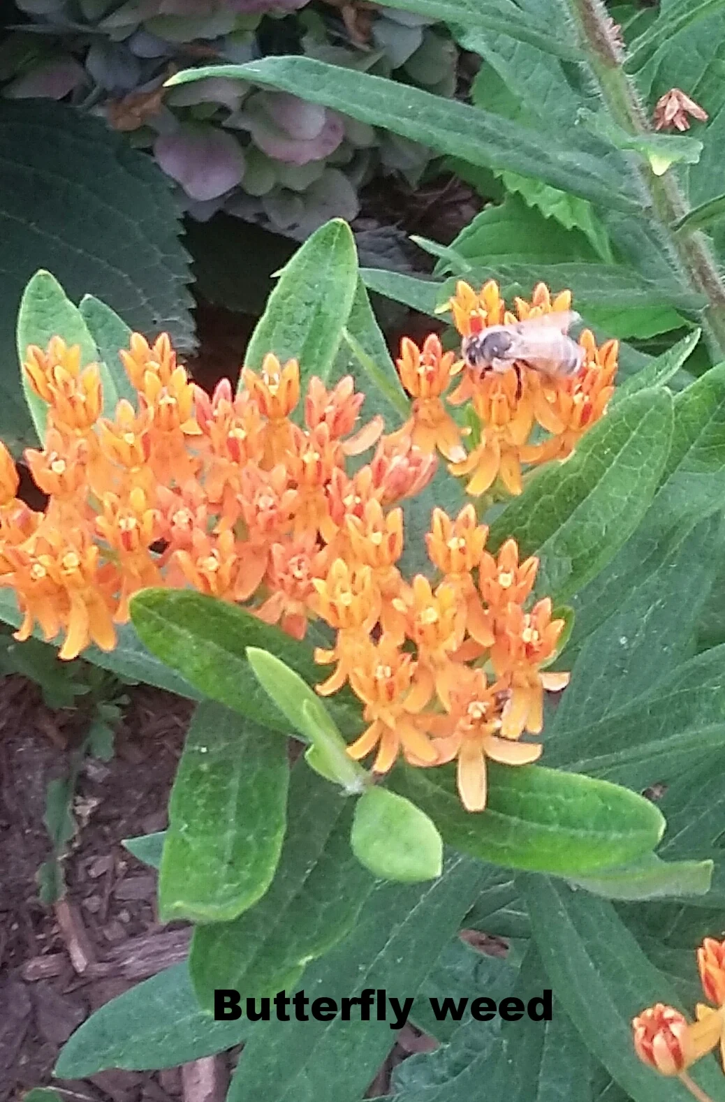 Butterflyweed: The butterflyweed is part of the milkweed family, unlike the common milkweed there is no milky sap within the stem. The showy flowers have colors that can range from yellow to a beautiful orange/ amber. These flowers attract butterflies along with bees. Native Americans chewed the root of the butterflyweed as a cure for pleurisy. Native.
