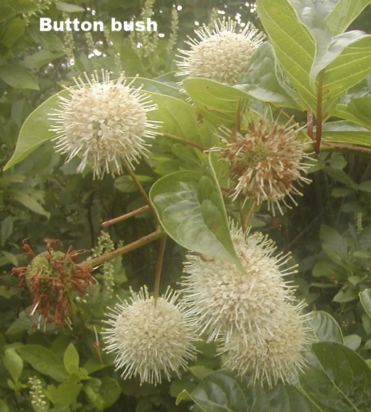   Button bush: This shrub can be found in swampy areas where there is plenty of water around. It is easily spotted by its spherical clusters of tiny white flowers. These flowers have a strong pleasant fragrance. Native.  