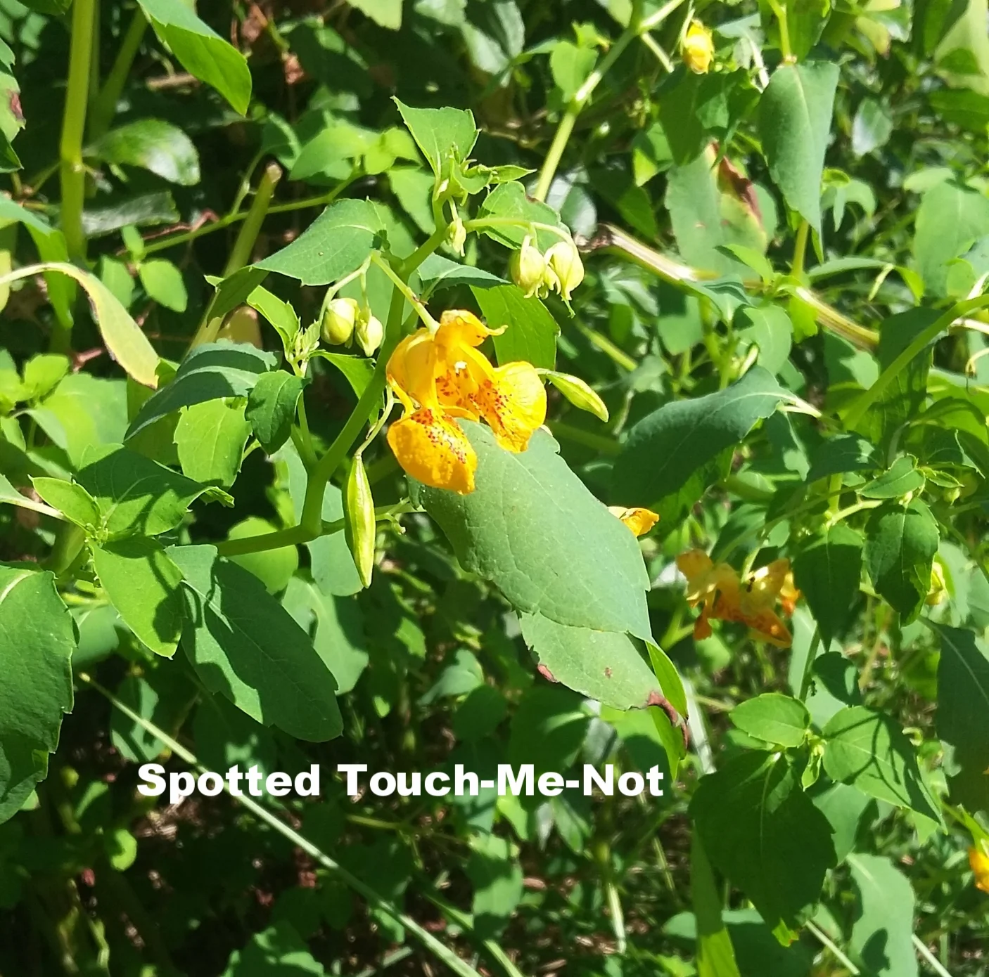 Spotted Touch-Me-Not: Red/yellow flower that is shaped like a cornucopia. Often found in wet areas.When the fruits (below and left of the flower in this photo) of the touch-me-not are touched they burst, releasing the seeds within.