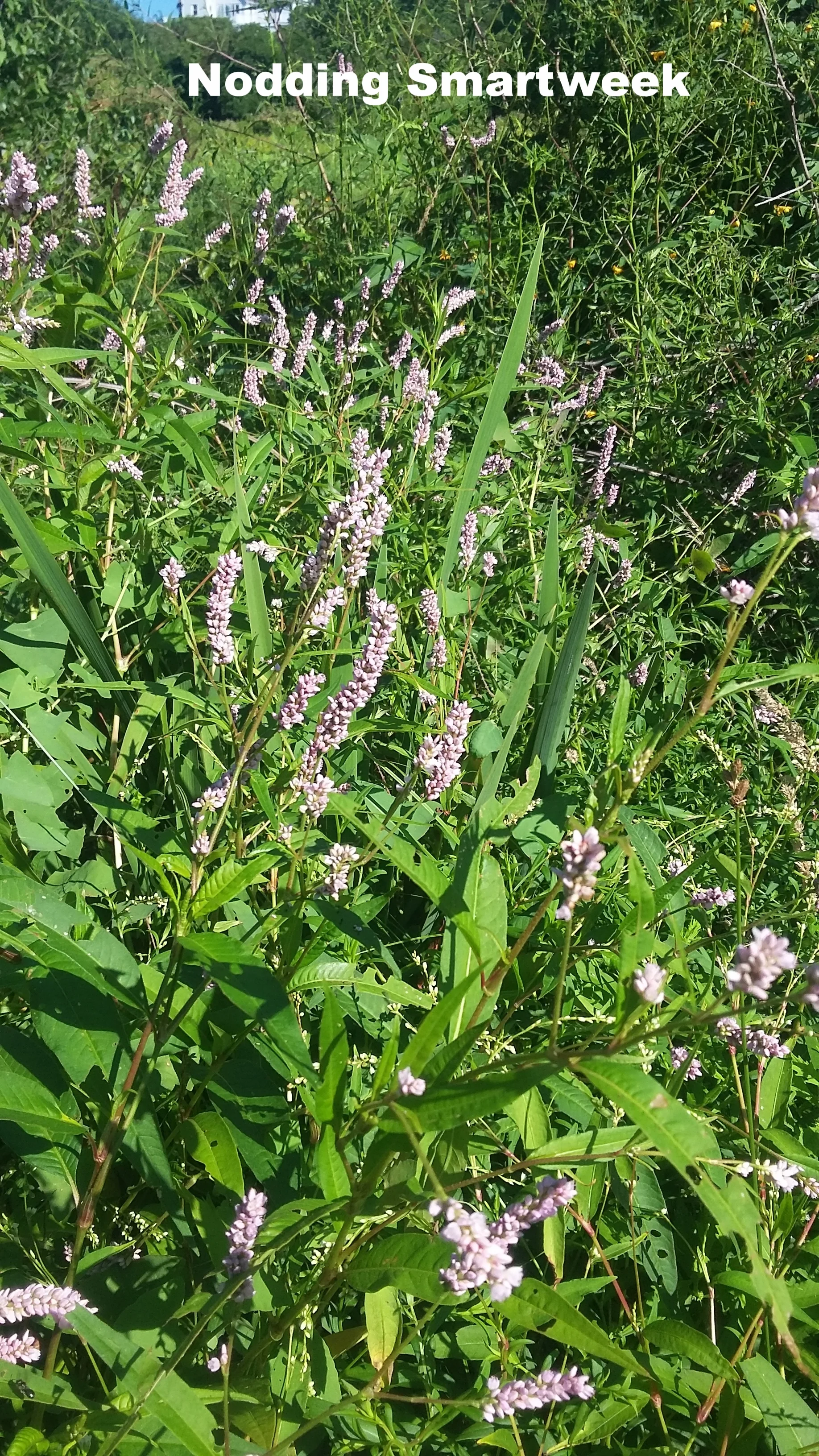 Nodding smartweed is often found growing in shallow marsh areas. Its racemes of dense flowers are often hanging. This plant is native, but can be quite weedy.