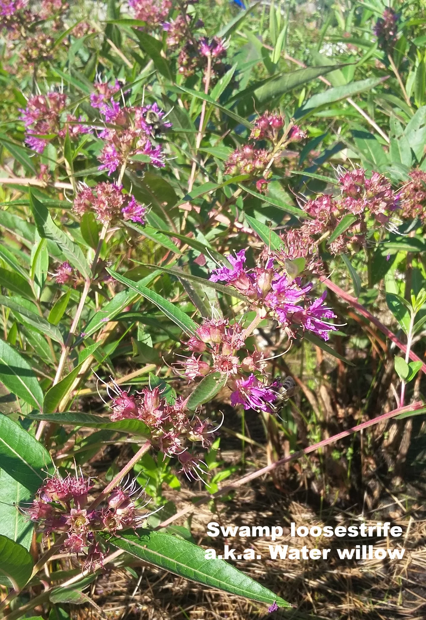 Swamp loosestrife has flowers that grow within the axils of the plant. After the flowers have passed they are replaced by seed capsules. This plant prefers wet to moist areas. Native.
