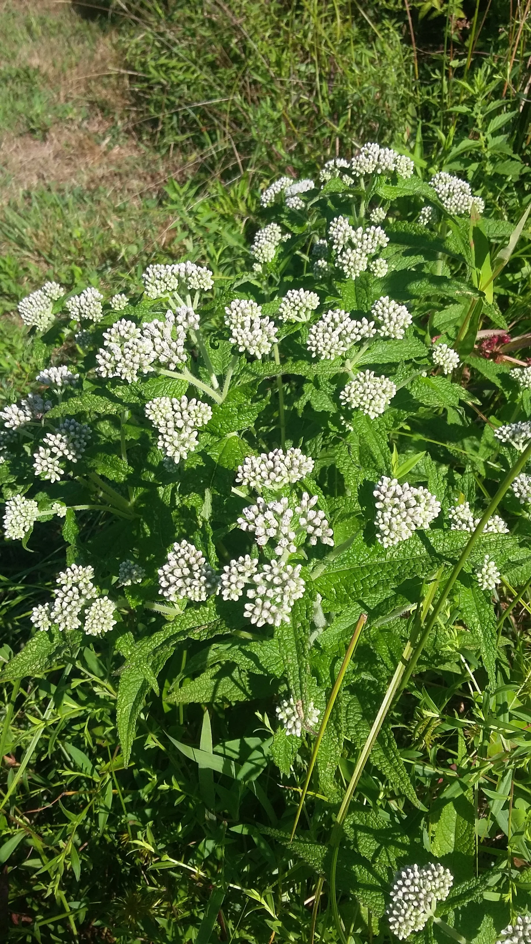 20160827_100105.jpg