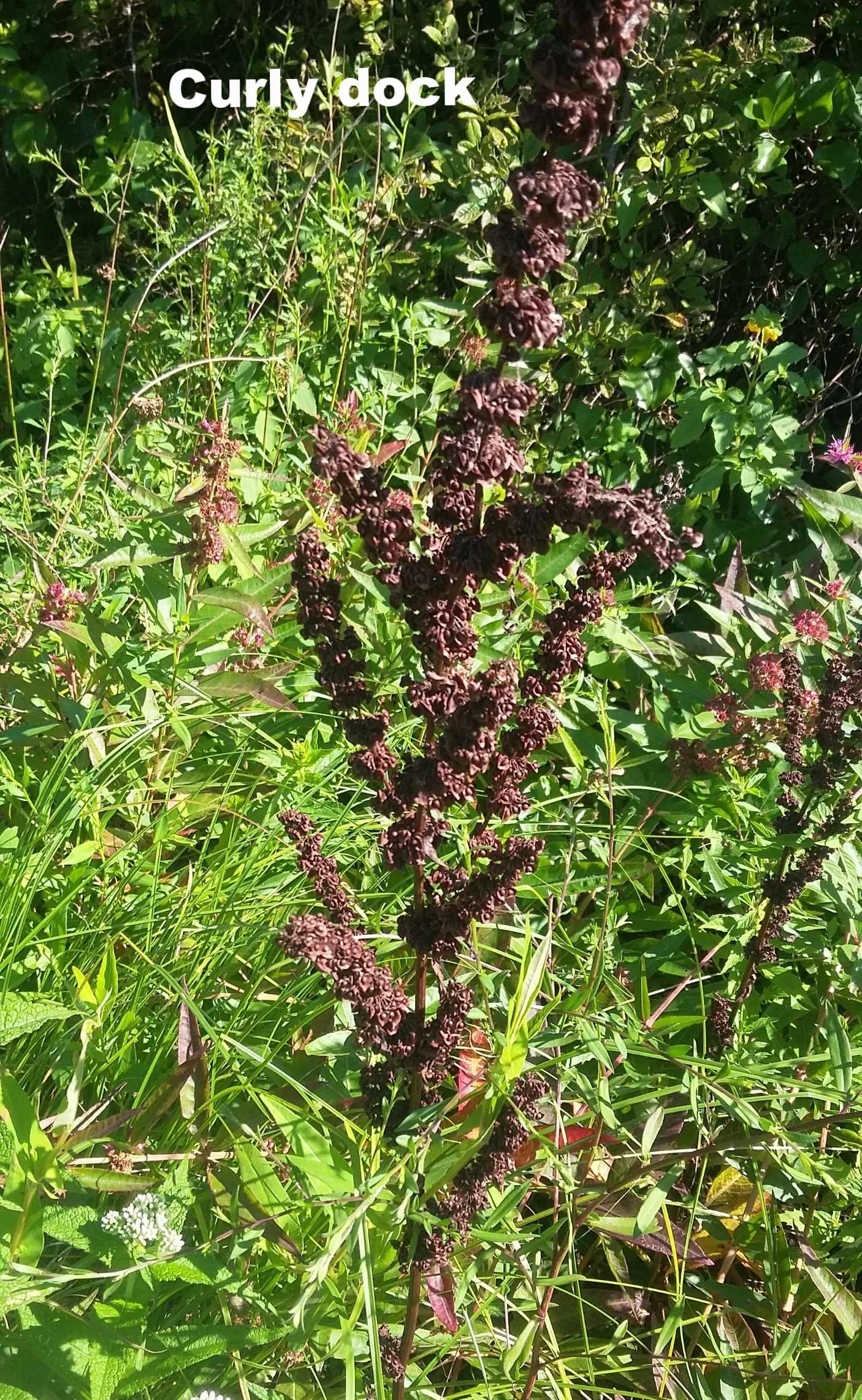 Curly dock: Often growing in wet places, this weed is known for its dry fruiting head which is brown and stands erect. Invasive.