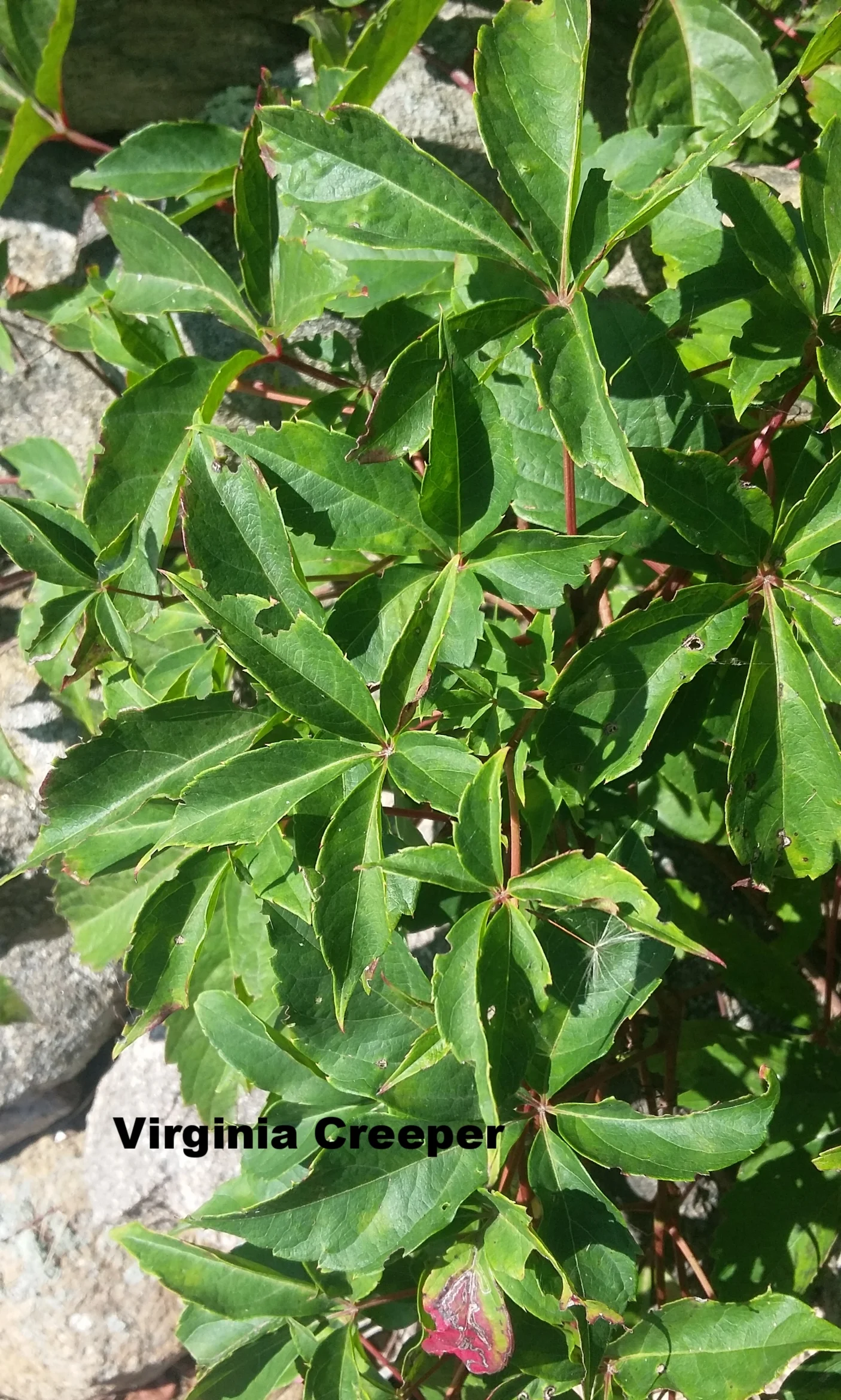 Virginia creeper is a vine that can grow over 30 feet. It has five green leaflets that turn red in the fall. This creates a wonderful contrast on stone walls. Native.