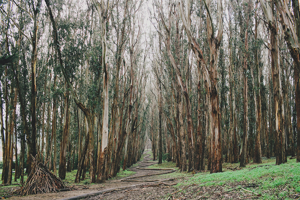 Presidio_Lovers_Lane_Wood_Line_San_Francisco_Photography-01.JPG