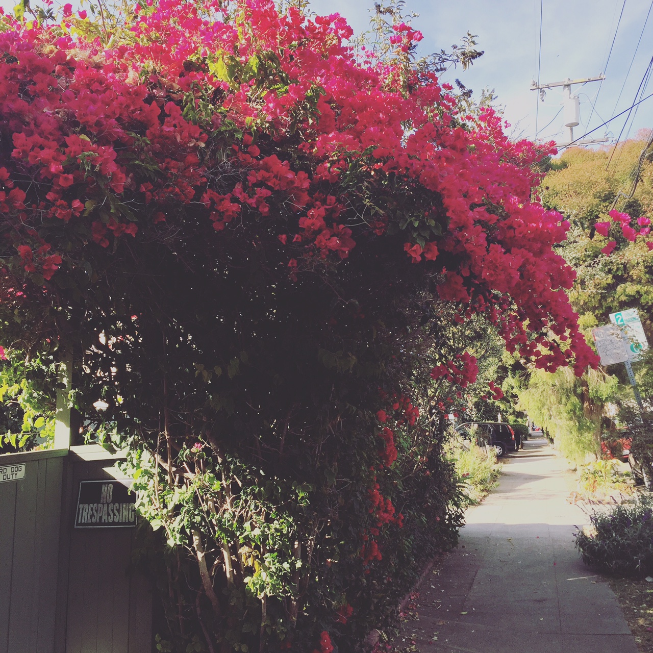 Strolling on a quiet street in Berkeley