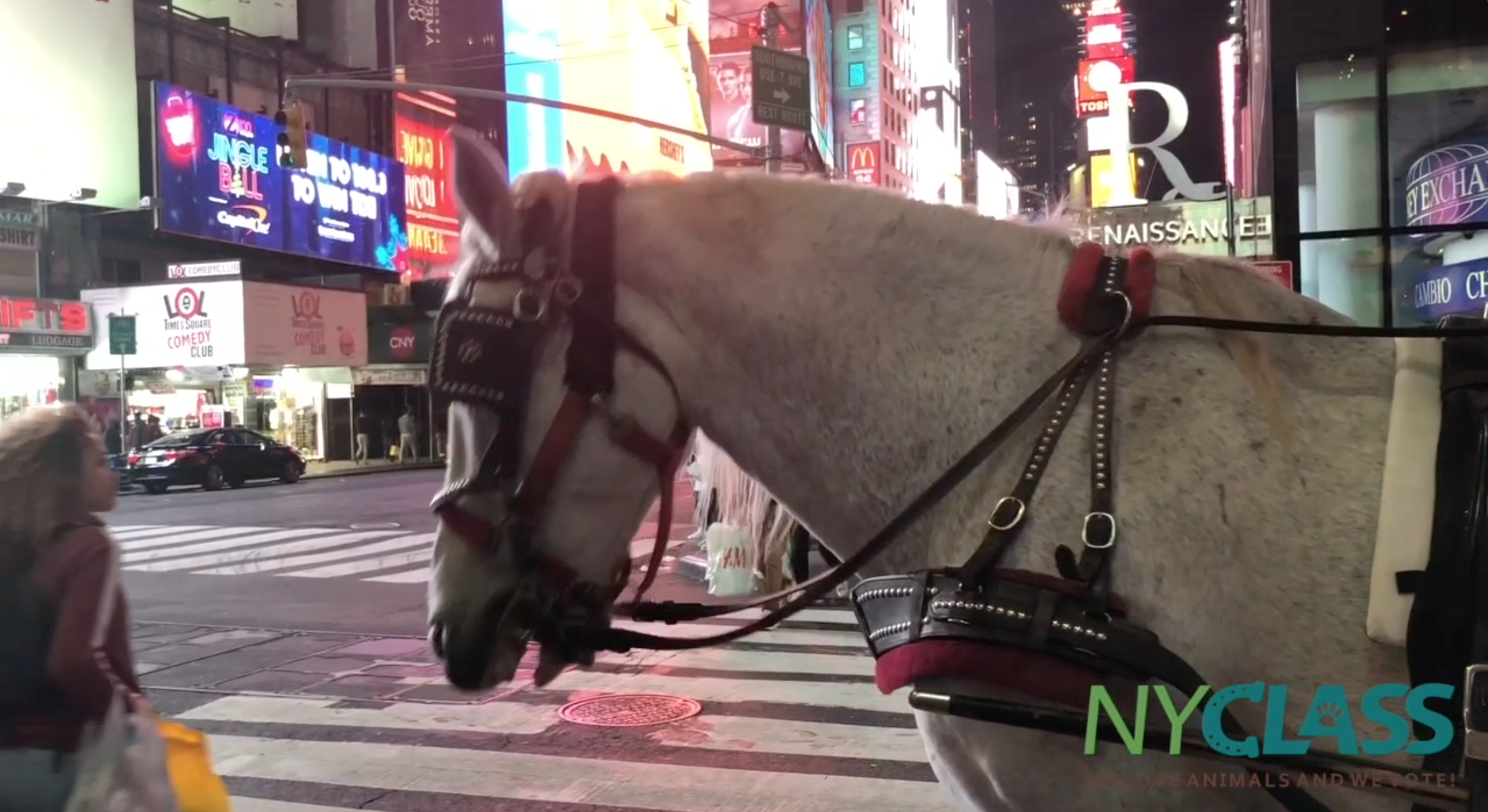 NYC Carriage Horses