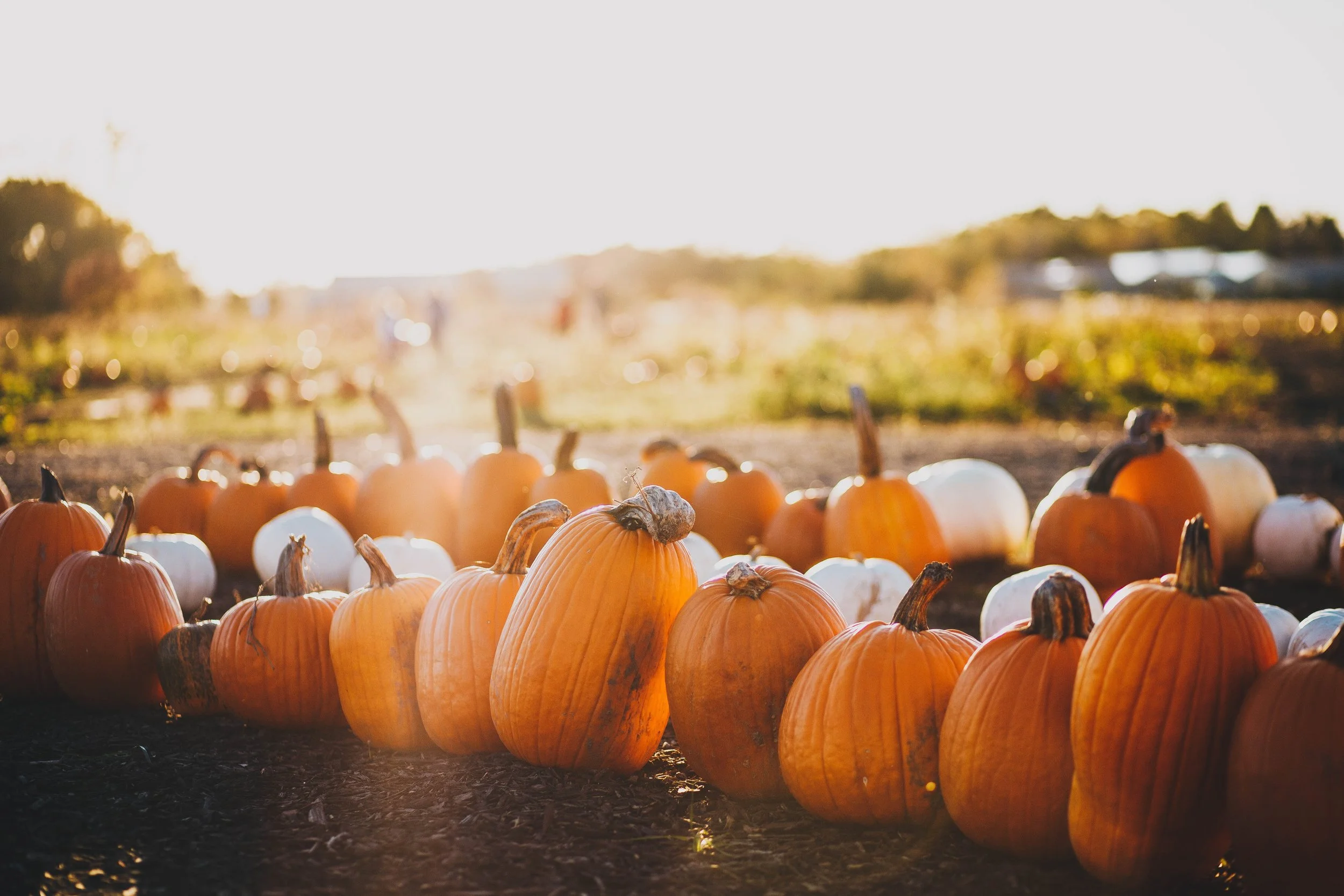 Freshly plucked pumpkins from a patch. Source: unsplash.com