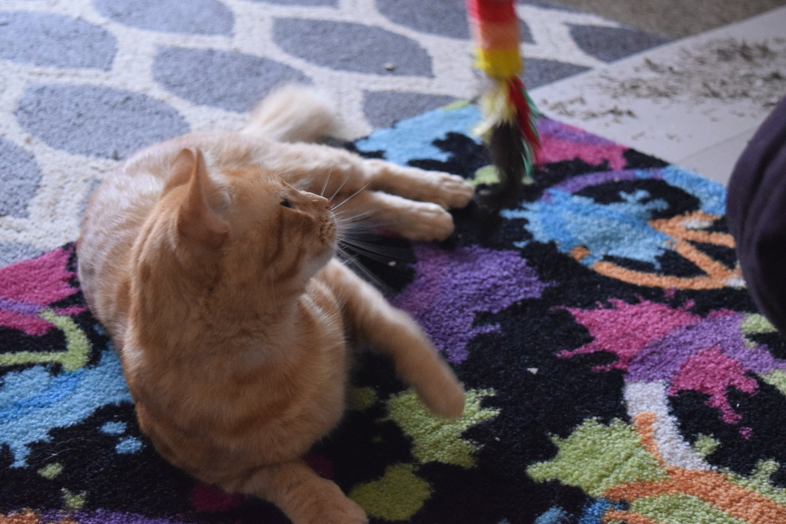 A helpful tip that Sarah has for fellow students is if your suitemate, roommate or someone you know has an emotional support animal, find a way to interact with them instead of leaving them be. The animal needs attention when their owner is not there, so finding a way to interact with them could help everyone.
