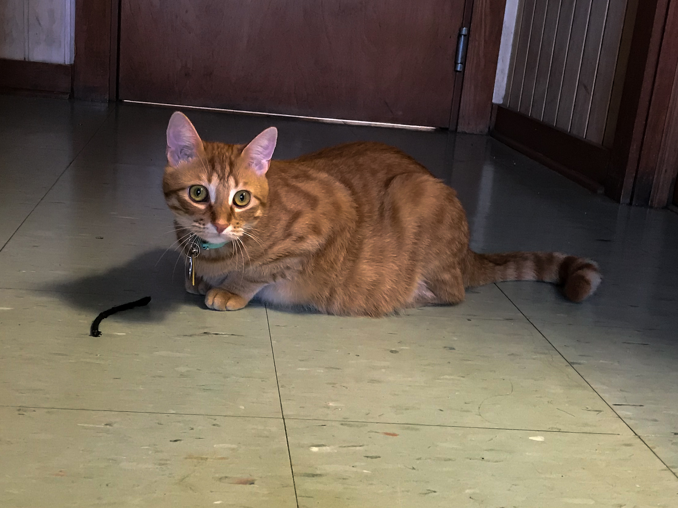 Michaela has an emotional support animal because she suffers from anxiety and panic attacks. Having Skeeter around helps her to calm down. He is her safe place.