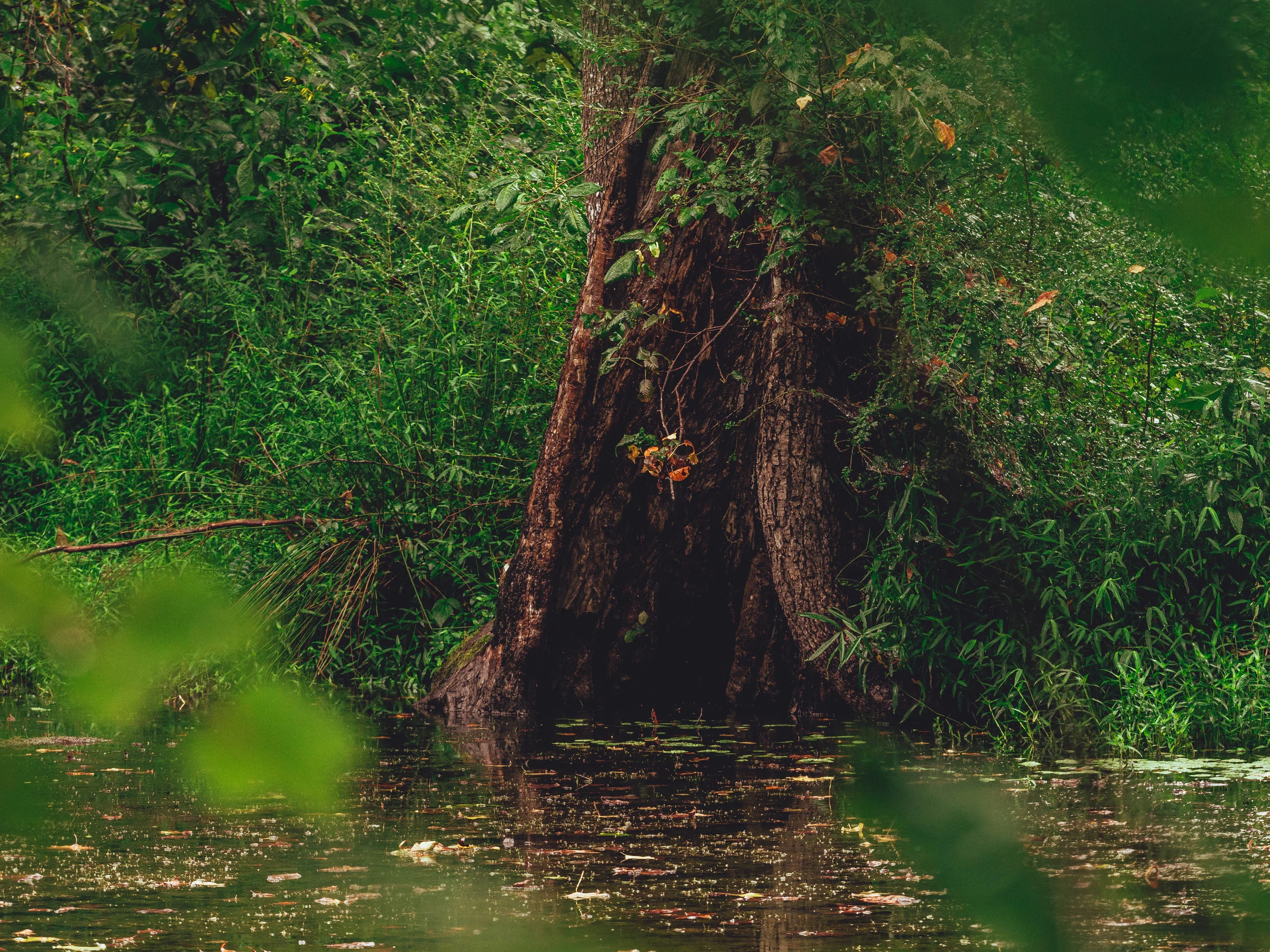 Hidden ponds behind the general store