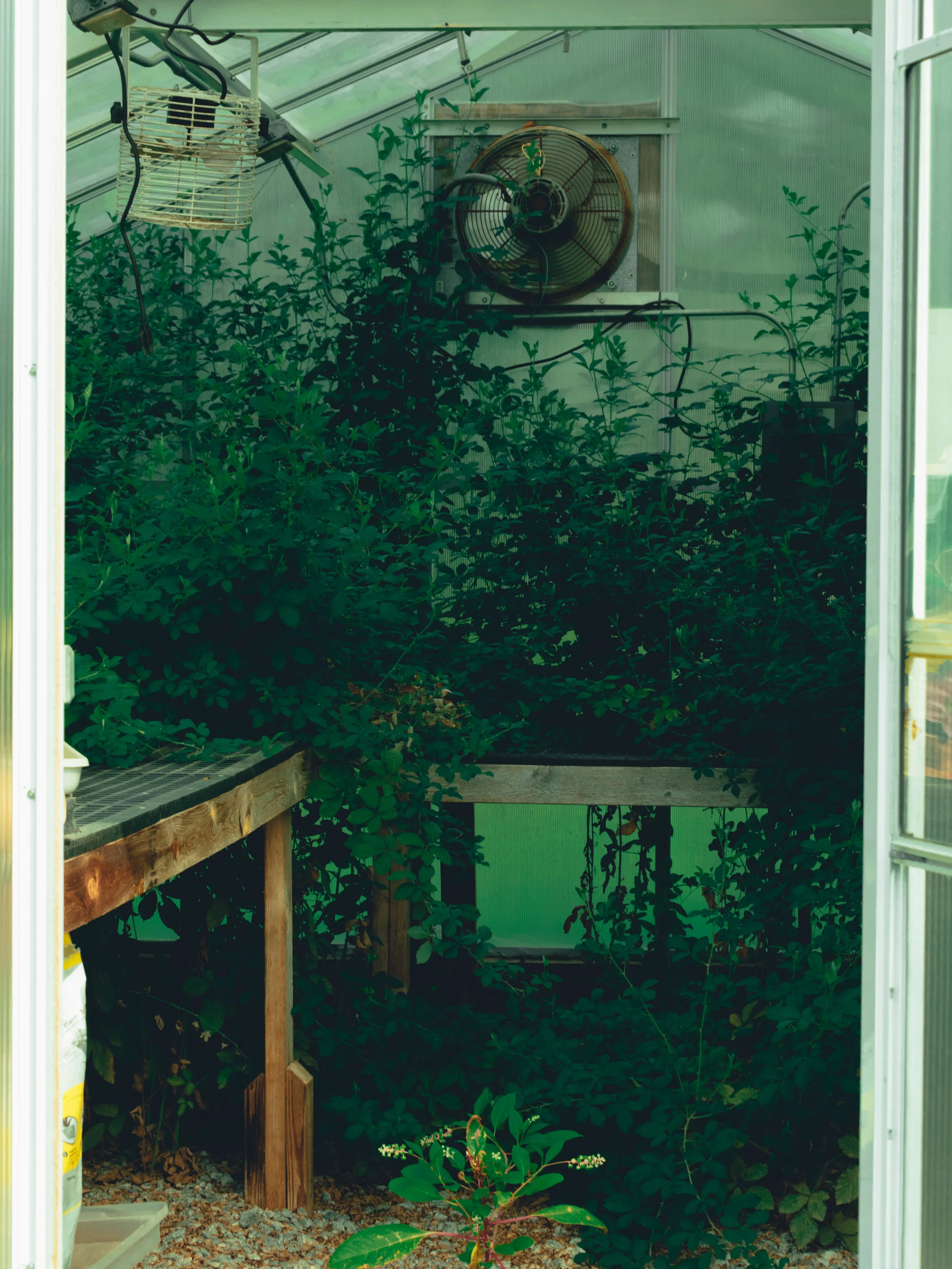Biology greenhouse overgrown