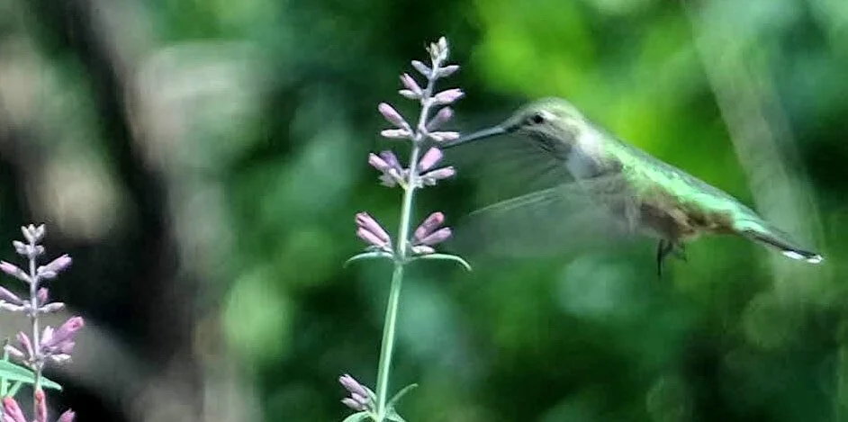 Gardens For The Birds
