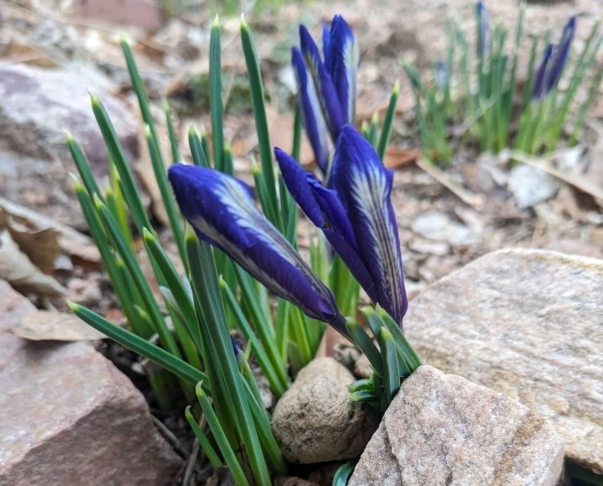 I Love Spring. I Love it Not.