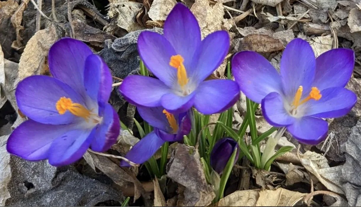 Dreaming of Flowers When it’s 7° Below