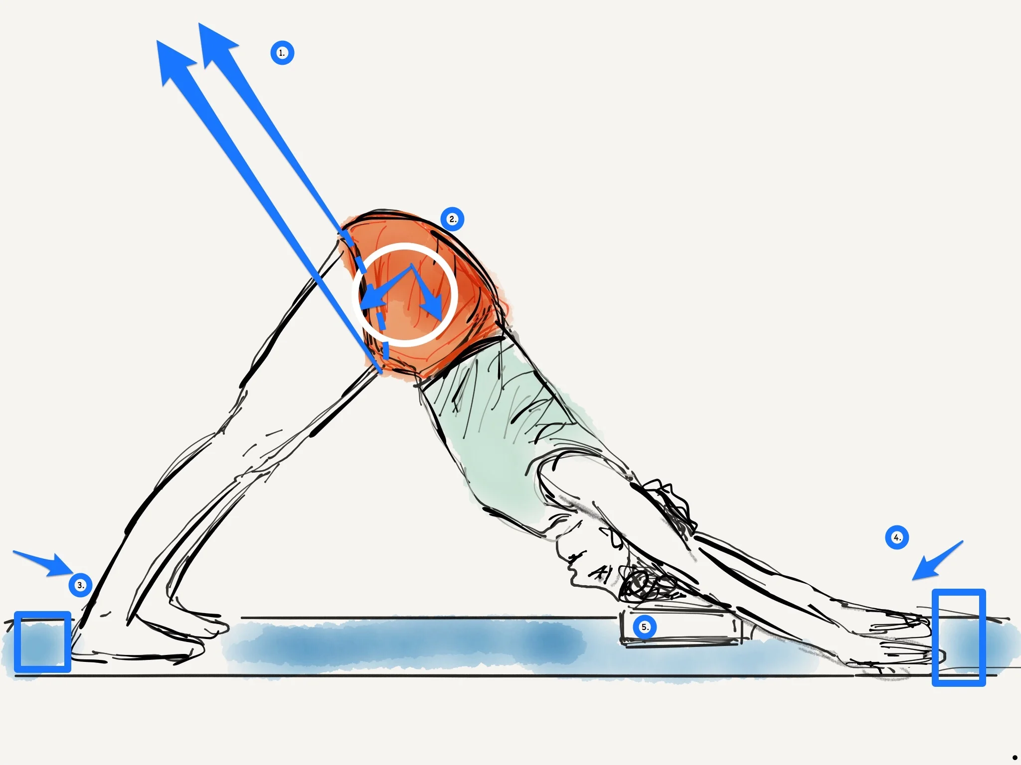 The explanation and the drawing of this pose is by myself, as I understand it - a PT and an Iyengar Yoga practitioner perspective. 1. Ropes help reduce gravity action on the body weight. Muscle action to keep the body stable and to elongate the trunk as well as the back legs is concentric and depends on amount of effort one generates. 2. Trunk flexion occurs as the Lumbopelvic region which acts as one unit while flexion takes place at hip region. The angle at the hip is around 90 degrees if there is muscles and other soft tissue flexibility. 3. and 4. Creating resistance at the heels and the finger allows the body to create elongation the right direction. 5. Support to the head allows one to benefit even more from the elongation in the right direction.