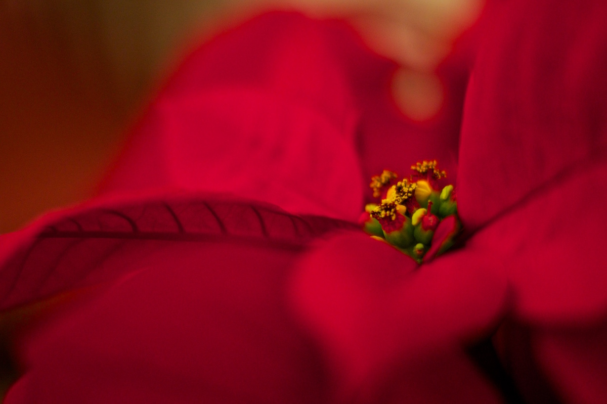 elves2011 141.jpg