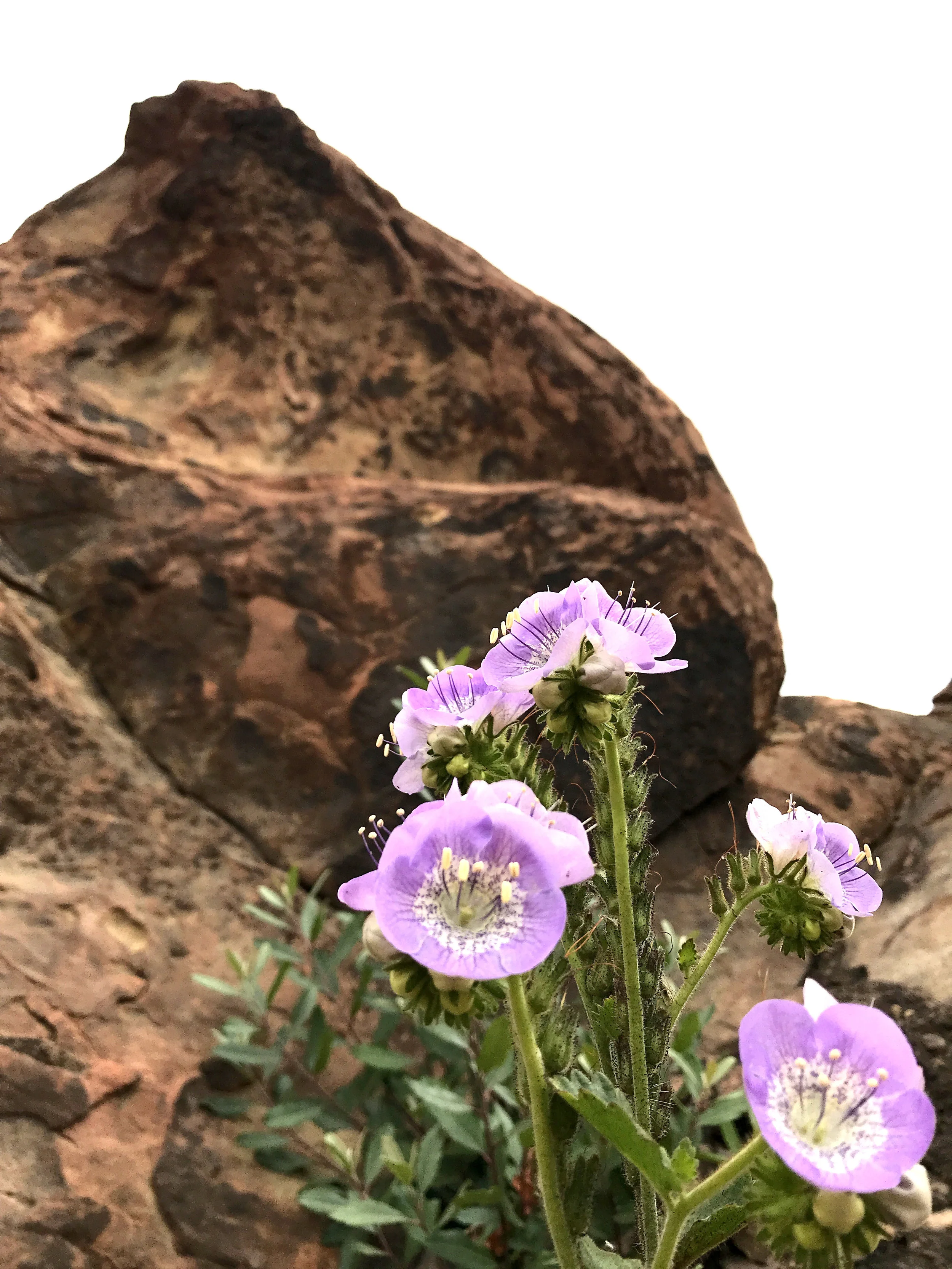 A Sacred Place: Before and After the Thomas Fire