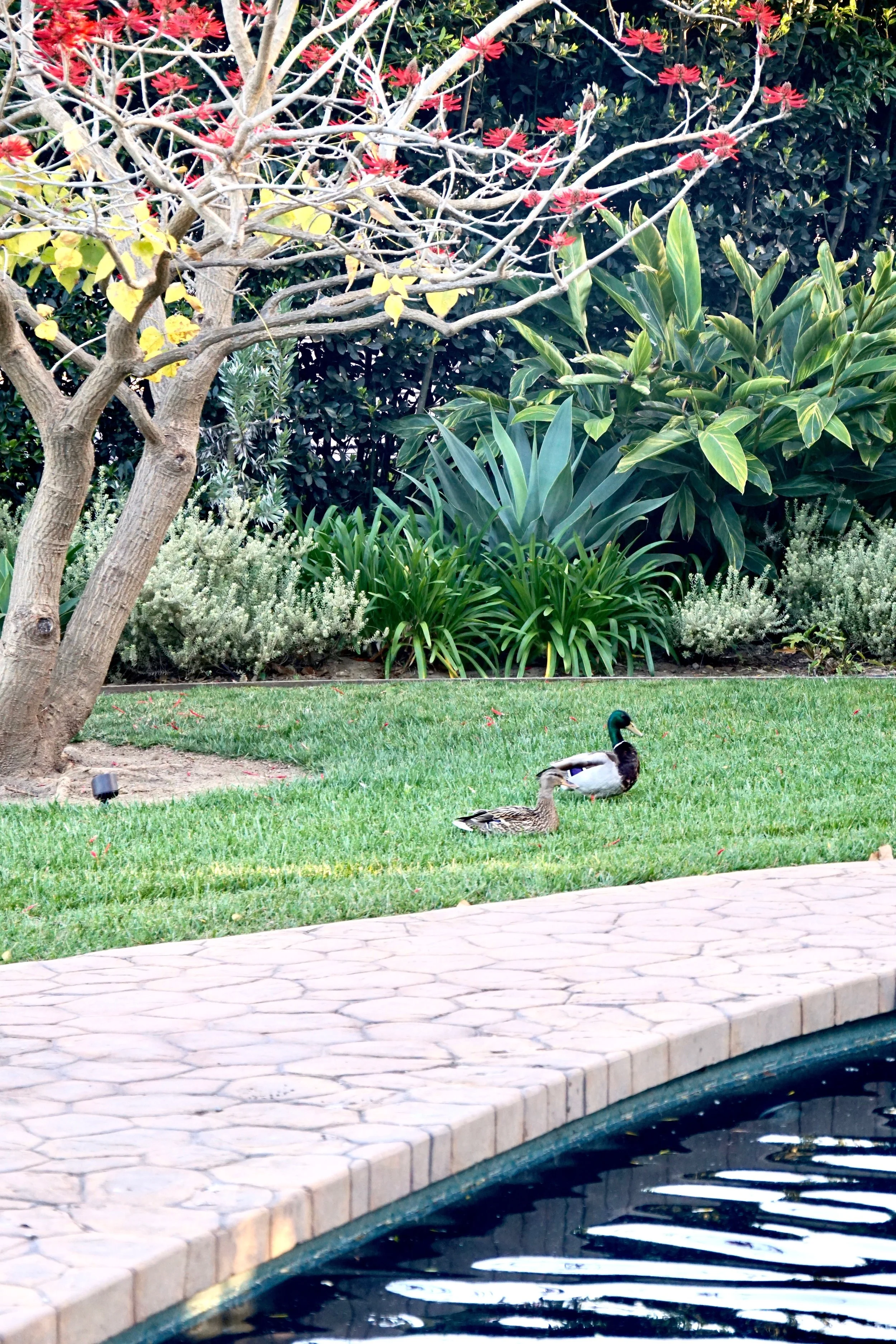 Springtime in Santa Barbara