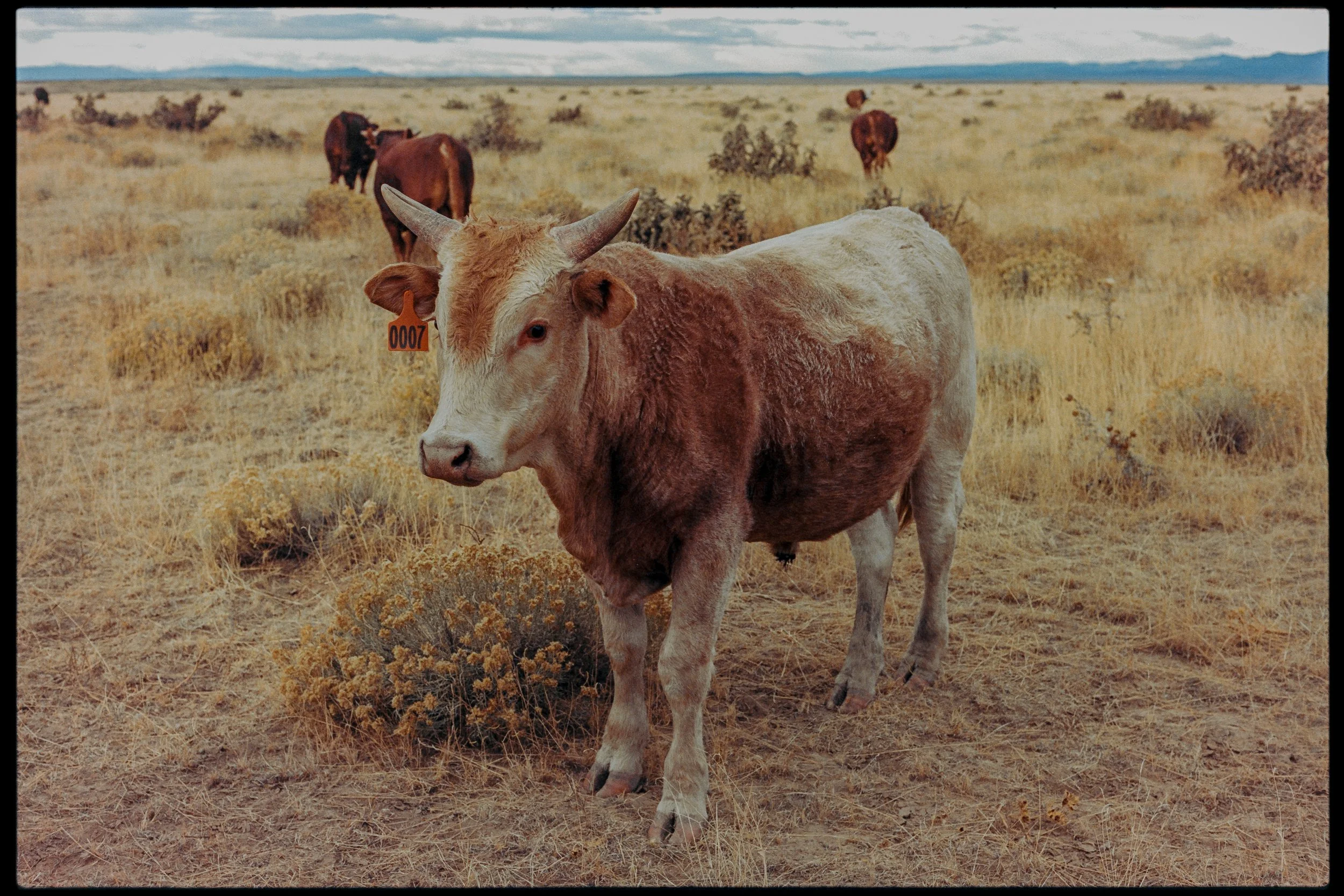 09_Portra400-7309179-positive-Edit.jpg