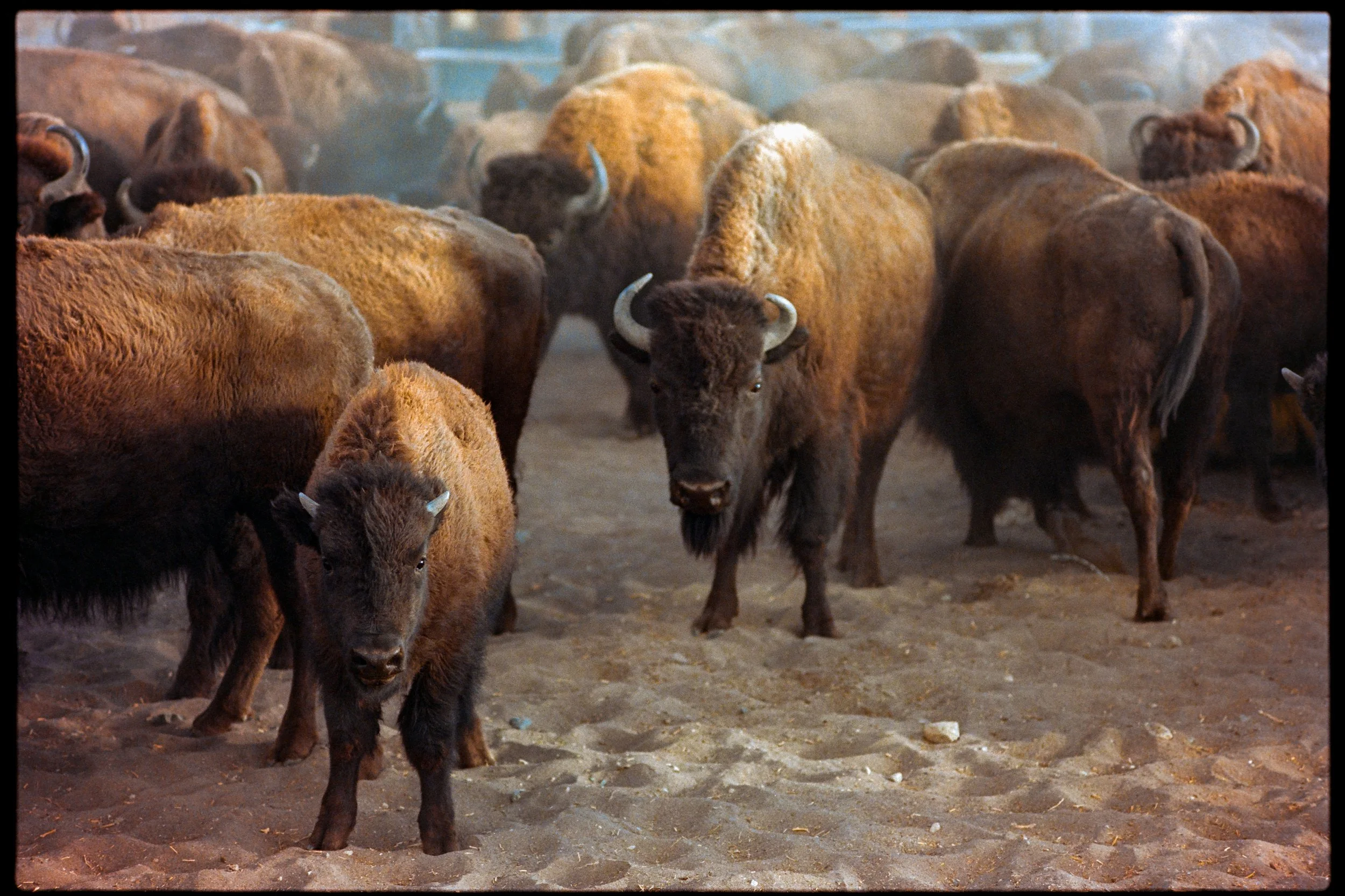 03_Portra400-7308864-positive-2.jpg