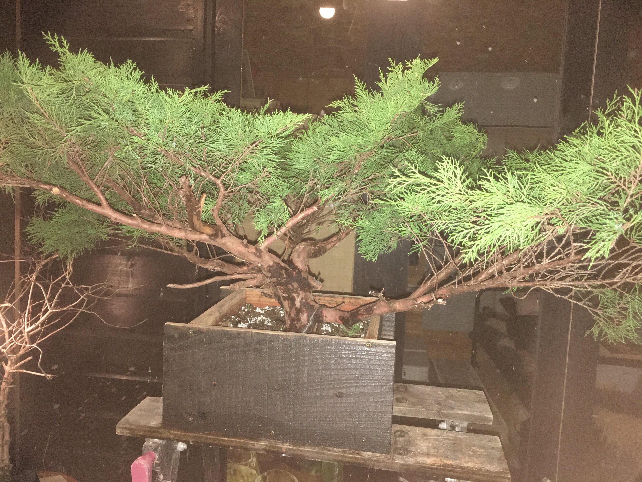 Trimmed and potted Bonsai