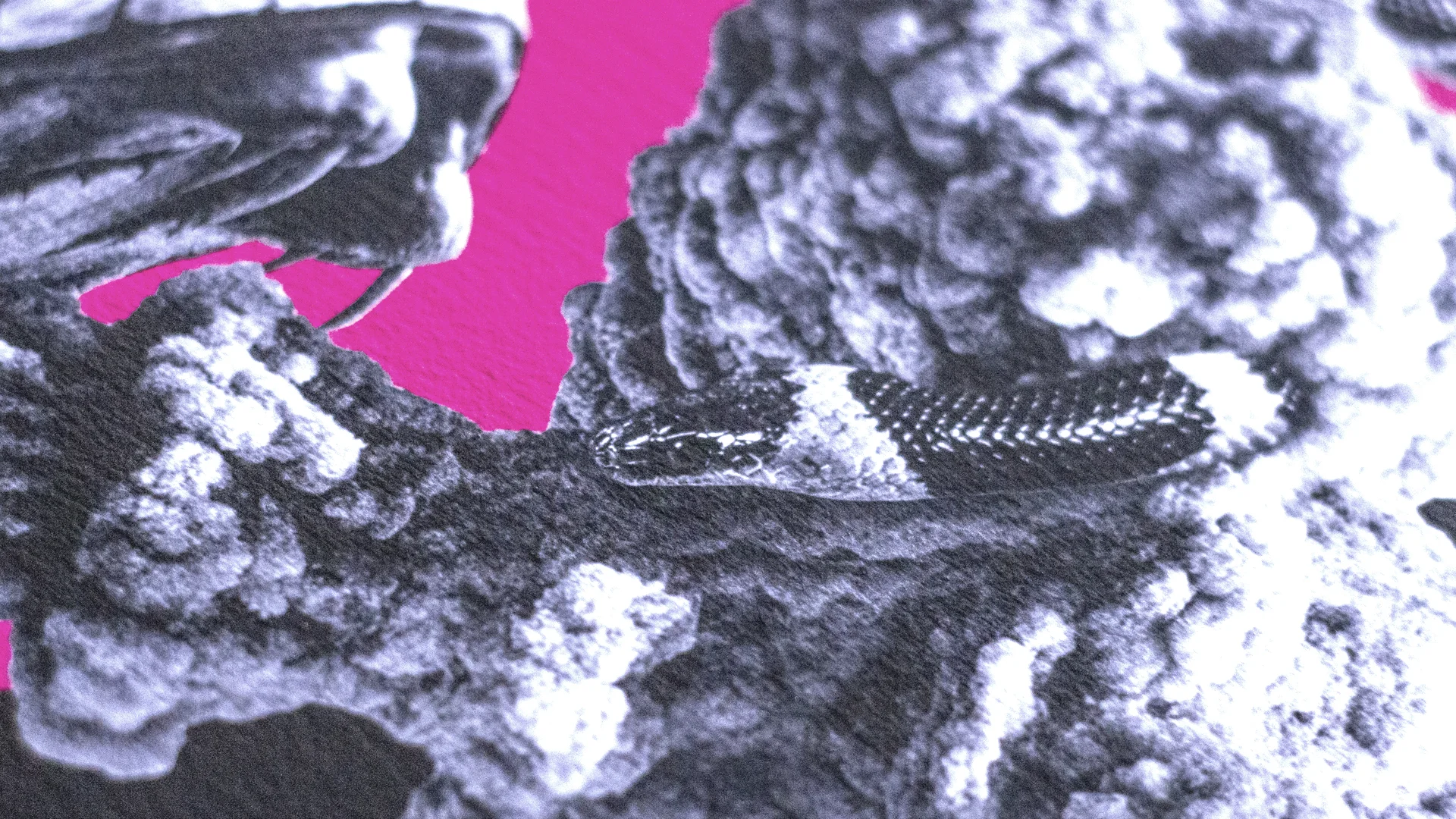 SKULL CULTURE_detail000.jpg
