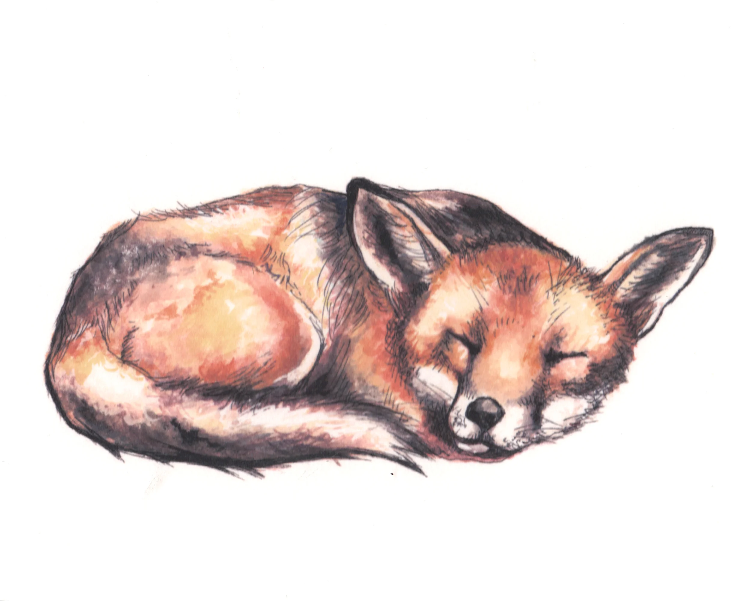 fox.jpg