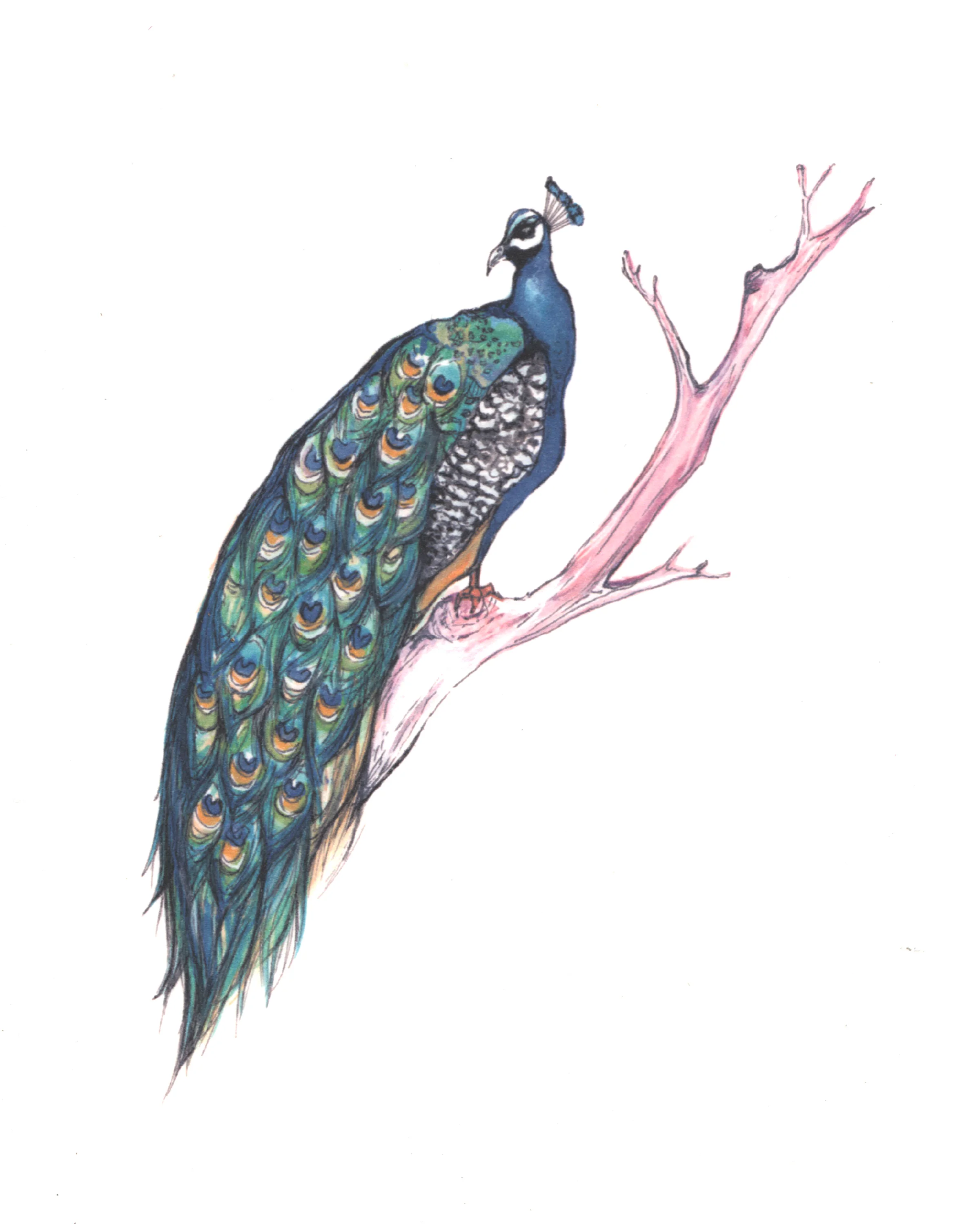 peacock.jpg